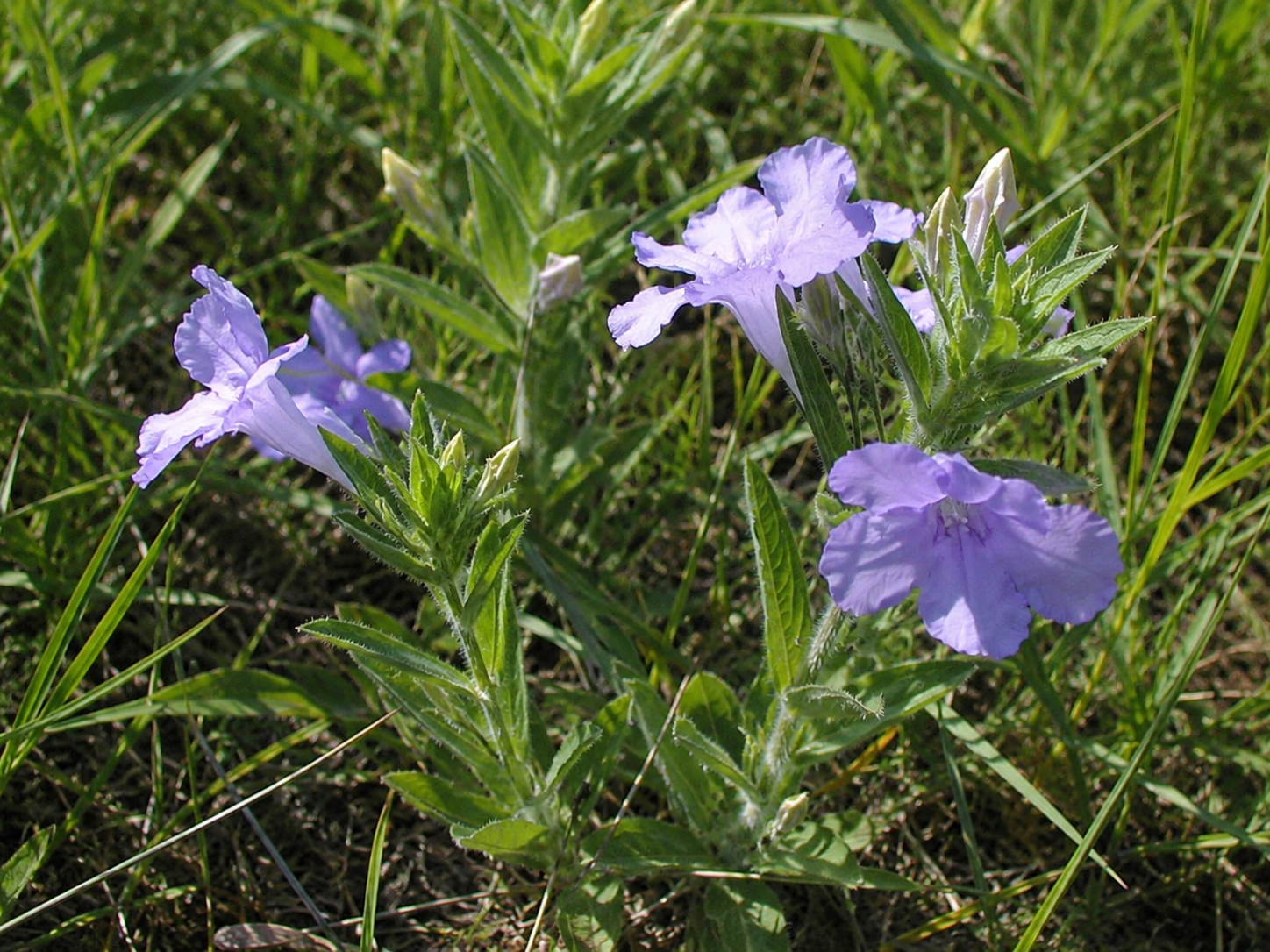 Hairy Wild Petunia.png
