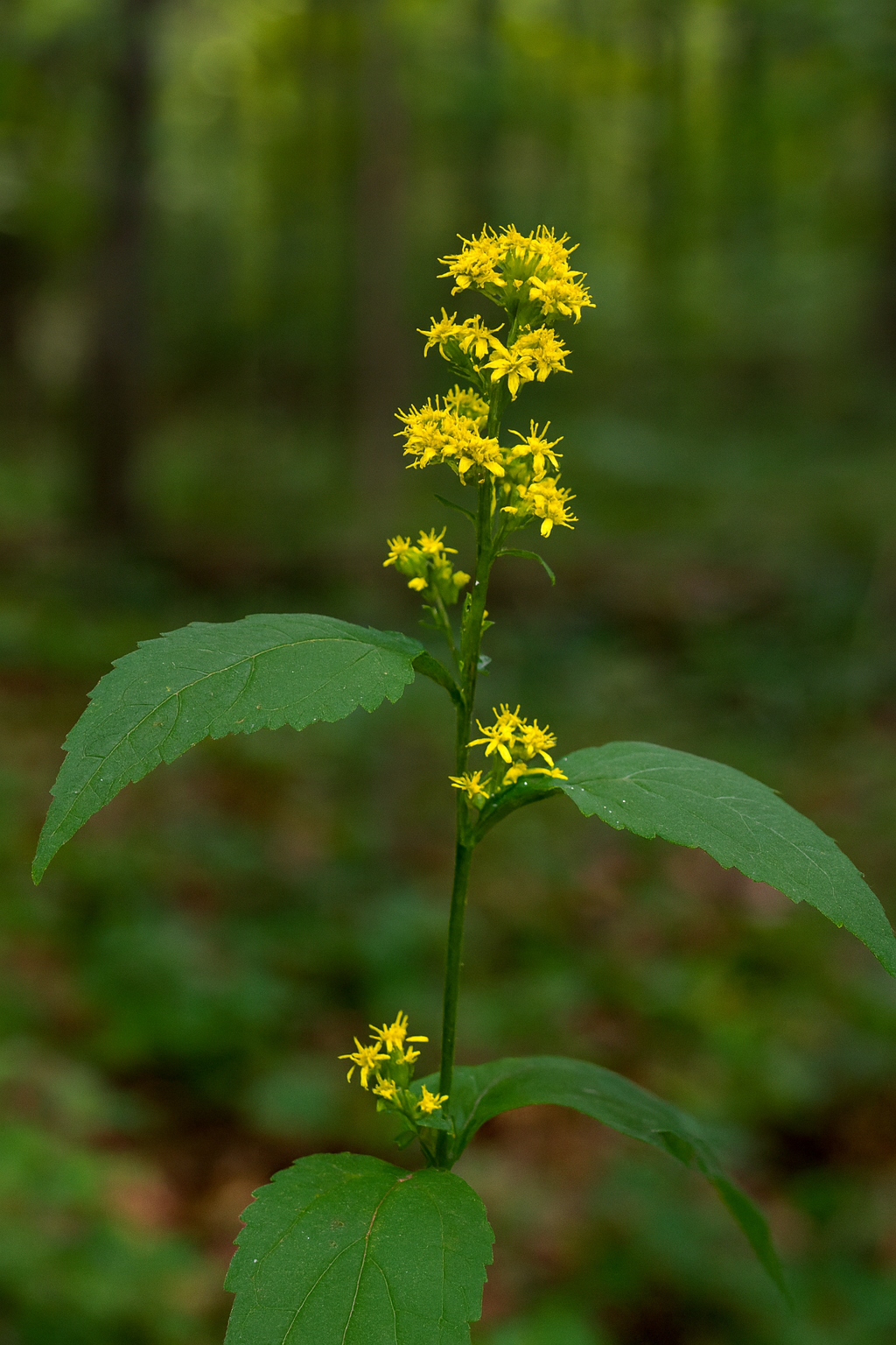 Zigzag Goldenrod.png