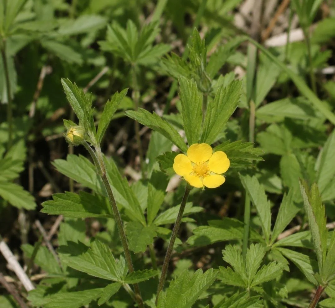 cinquefoil.jpg