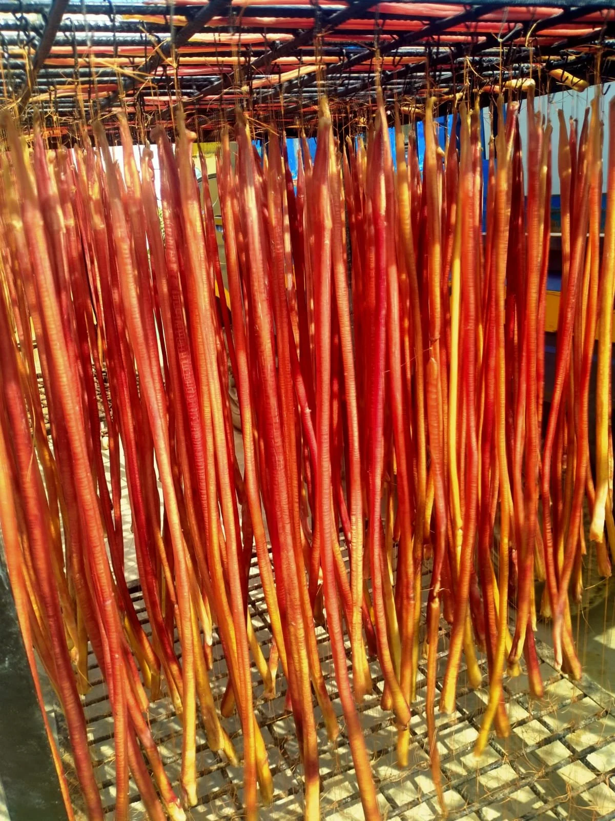 Bulk Bully Sticks.jpg