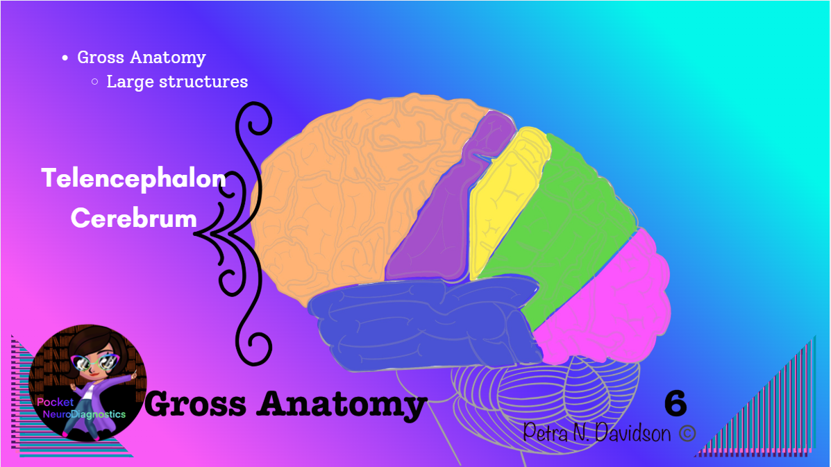 Basic Neuroanatomy for Stratus EEGU