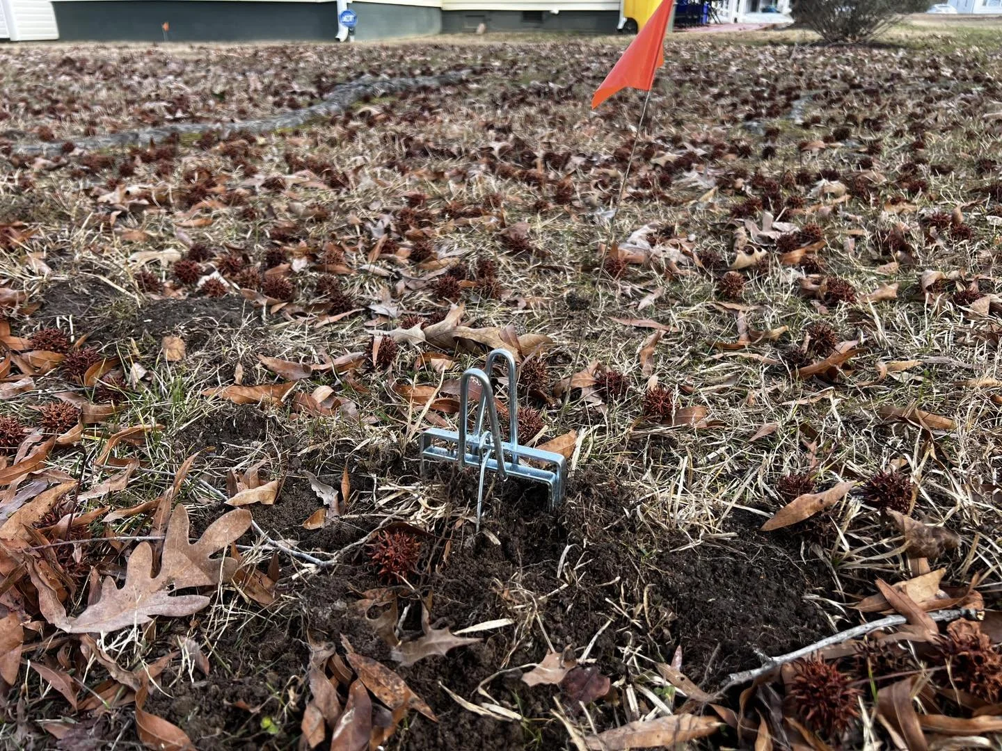 Seeing More Moles in Winter? Here’s Why North Carolina Lawns Suffer