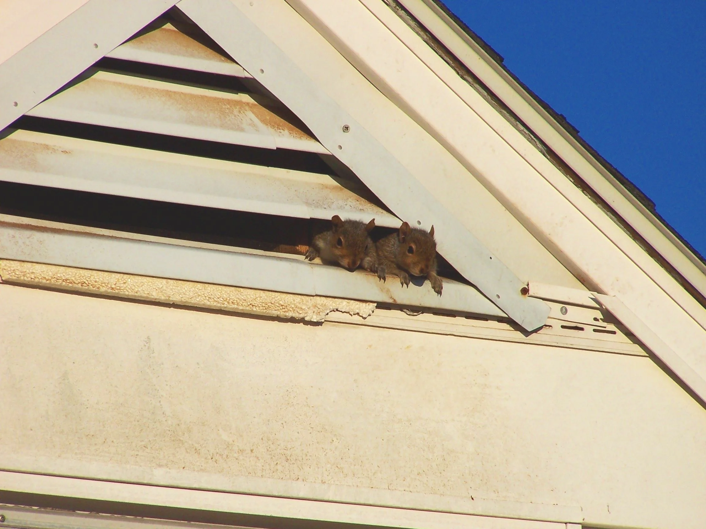 Wildlife Blog | Everything You Need to Know About Squirrels — Piedmont ...