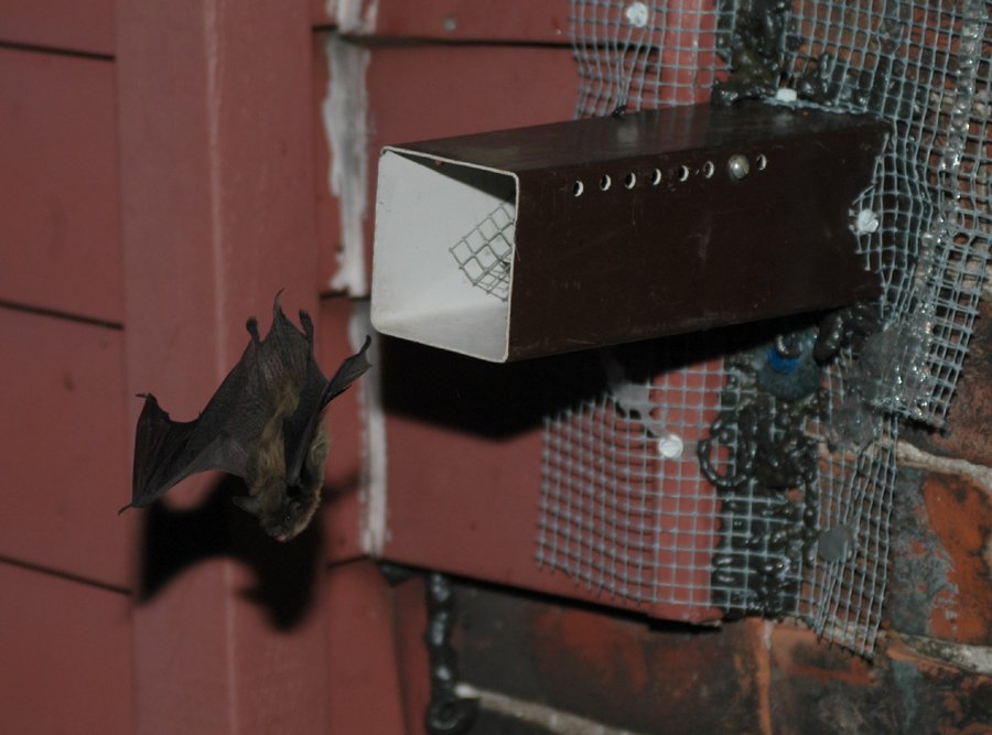 Wildlife Blog | Everything You Need to Know About Bats — Piedmont ...