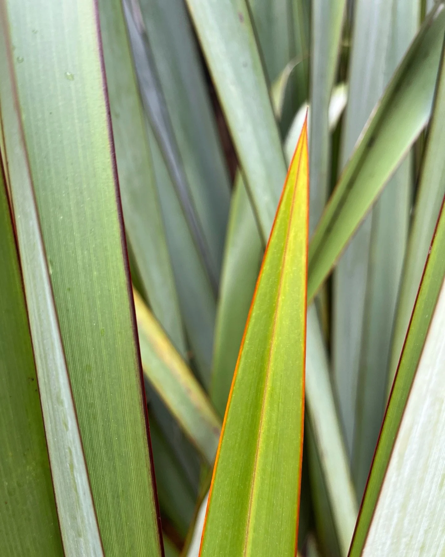 The colour palette for this new painting was inspired by the harakeke (flax plant) outside my studio window. I&rsquo;ve matched the red to the edges of the flax leaves and the flax flower &hearts;️