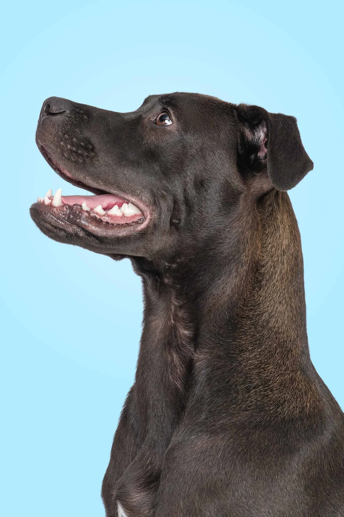 A black Great Dane and Cane Corso mix puppy looks up and to the side with his mouth open during a studio portrait session in coastal North Carolina.
