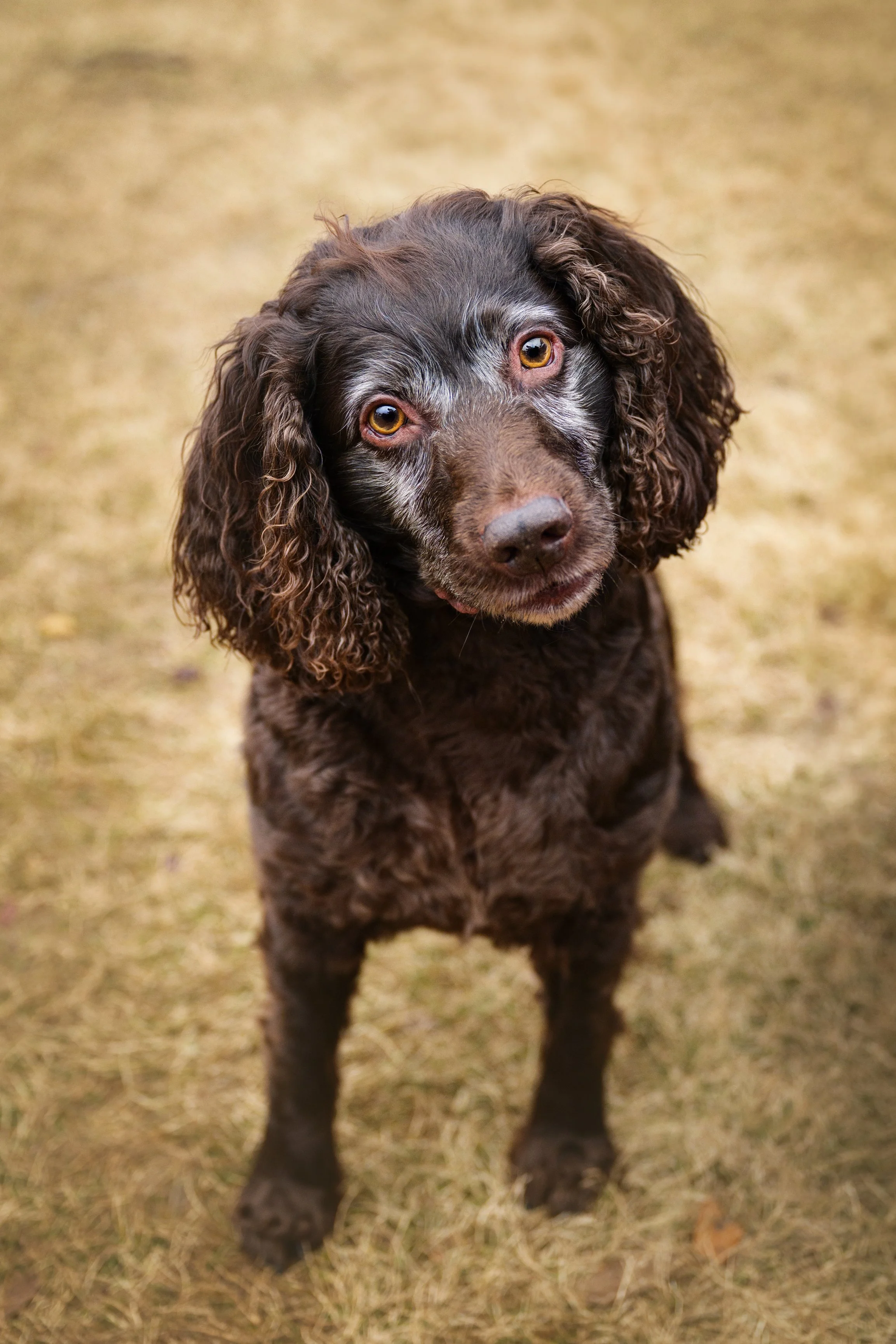 A senior Boykin Spaniel with a graying muzzle and warm amber eyes looks up at the camera with a gentle head tilt, photographed by Crystal Coast Dog Photography in South Carolina.