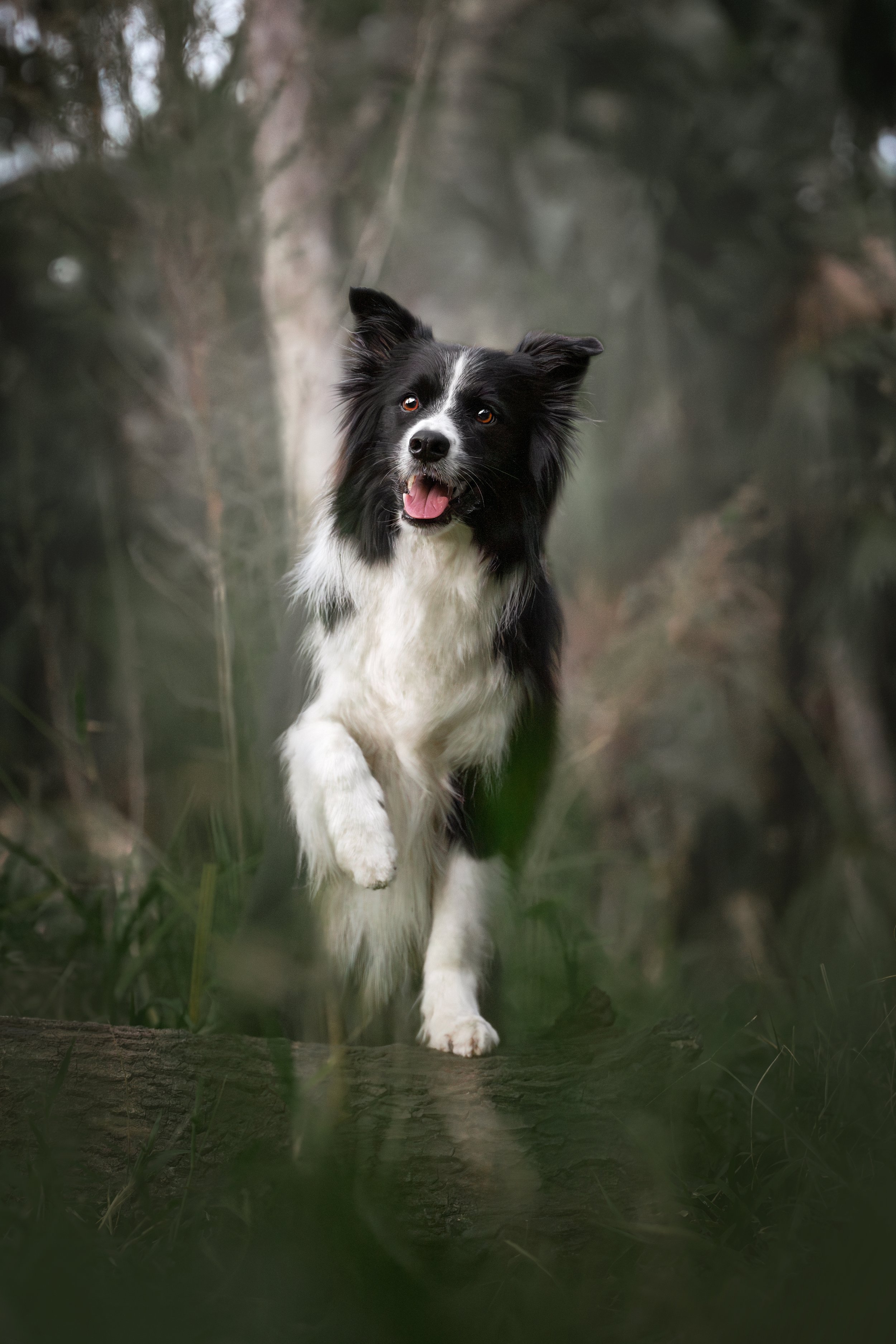 A black and white Border Collie runs toward the camera through tall grass with one front paw raised, captured mid-stride in a moody woodland setting by Crystal Coast Dog Photography.