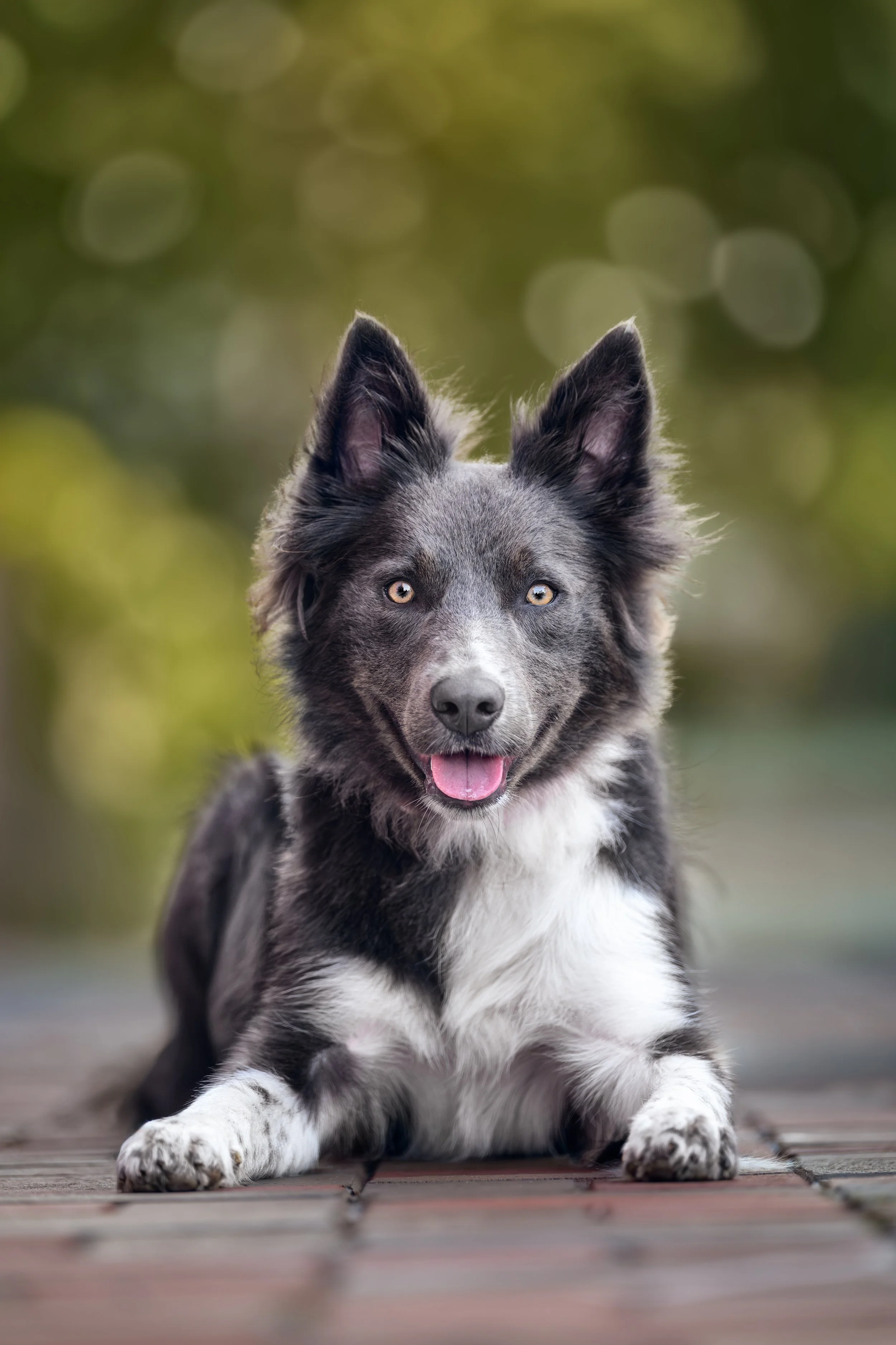 A blue merle Border Collie looks directly at the camera with bright amber eyes and a happy open expression against a soft green bokeh background, photographed by Crystal Coast Dog Photography.