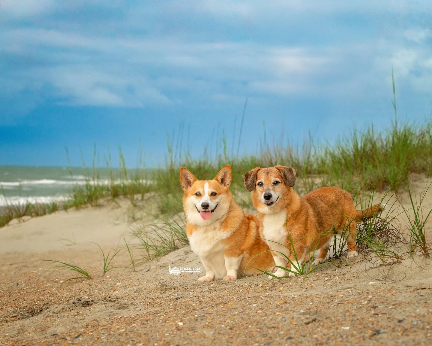 The Crystal Coast Dog world has been busy! Between unforgettable sessions, finishing up client artwork, and even sneaking away for a horse photography workshop, I&rsquo;ve fallen behind on sharing some of the magic from this summer.

Meet Lizzy &amp;