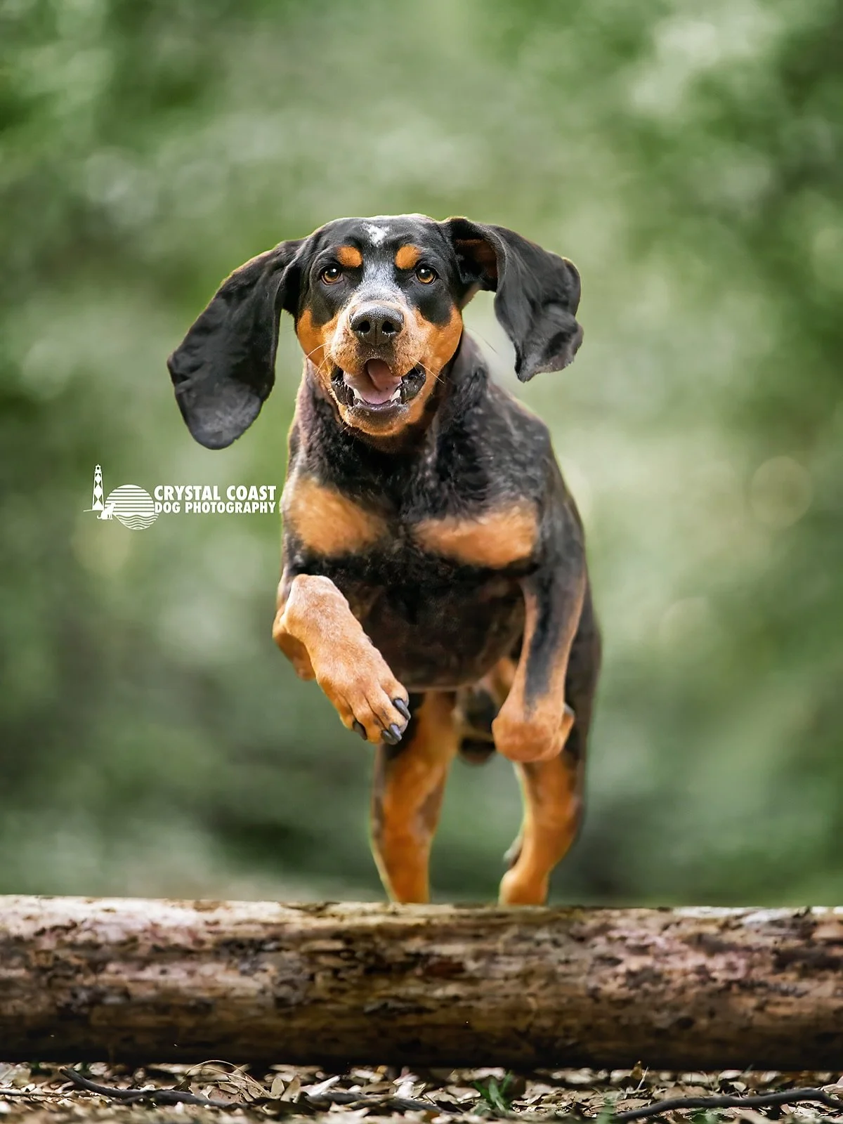 Photography debate: color or black-and-white?

This adventurous pup gave me the perfect action shot&mdash;ears flying, paws up, pure joy. Now the real question is&hellip; do you love the timeless drama of black-and-white 🖤 or the vivid personality o