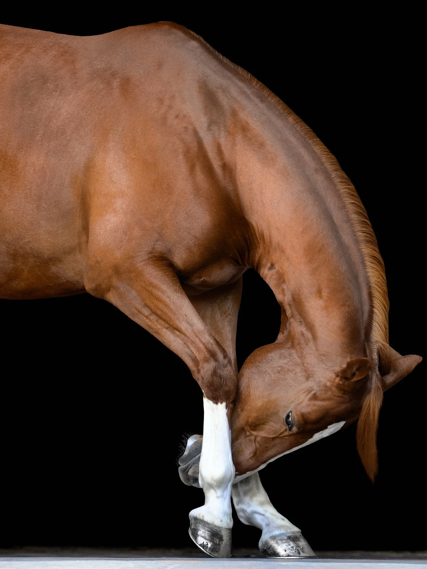There&rsquo;s something magical about seeing a portrait bigger than life itself.

This fine art canvas of Zee&mdash;a stunning Chestnut Oldenburg&mdash;captures his strength, elegance, and grace in every detail. I love when a portrait transforms from