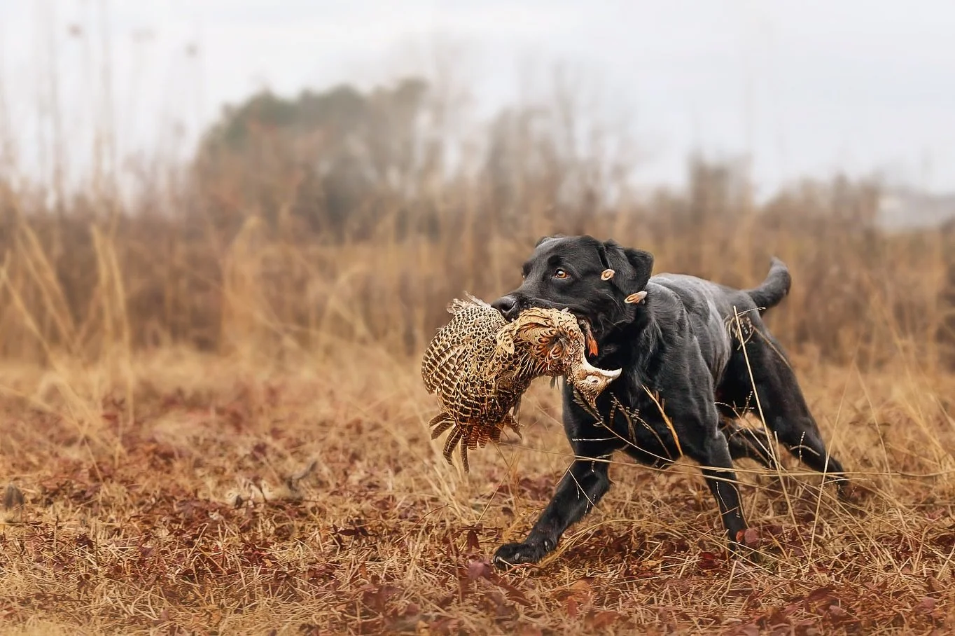 This isn&rsquo;t just a photo &mdash; it&rsquo;s a legacy piece.
Every hunter knows the pride of watching their dog work &mdash; the bond, the beauty, the heart in every retrieve.

Now imagine that moment captured forever&hellip;
and hanging right ab