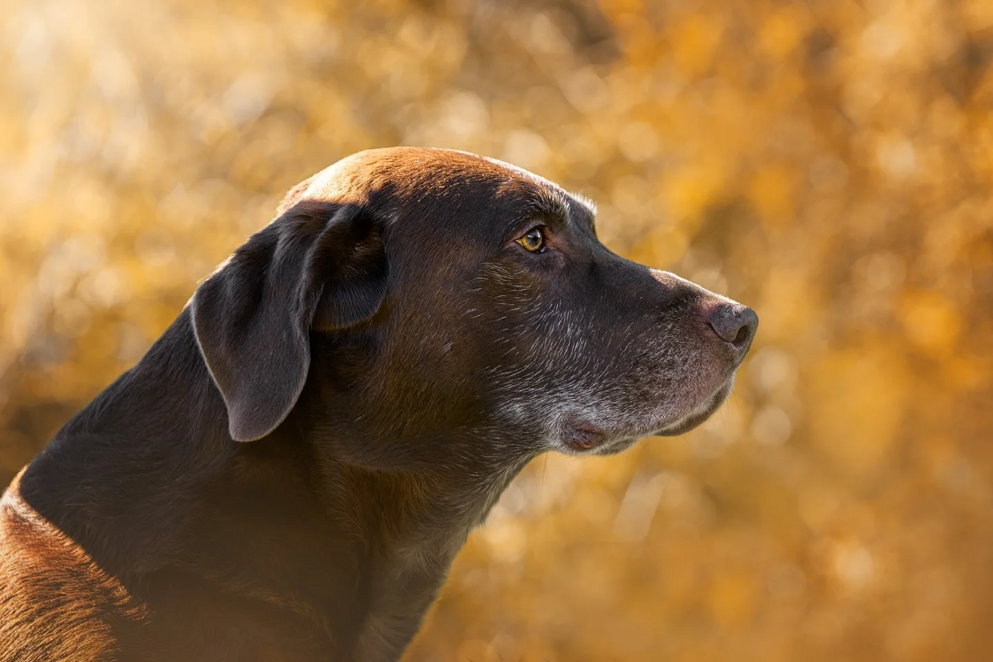 Axel&rsquo;s been at this a long time. You can see it in those steady eyes and that grey muzzle that&rsquo;s quietly earned every story he carries.
He stood right beside his owner, laser-focused, waiting for his name like he&rsquo;s done a hundred ti