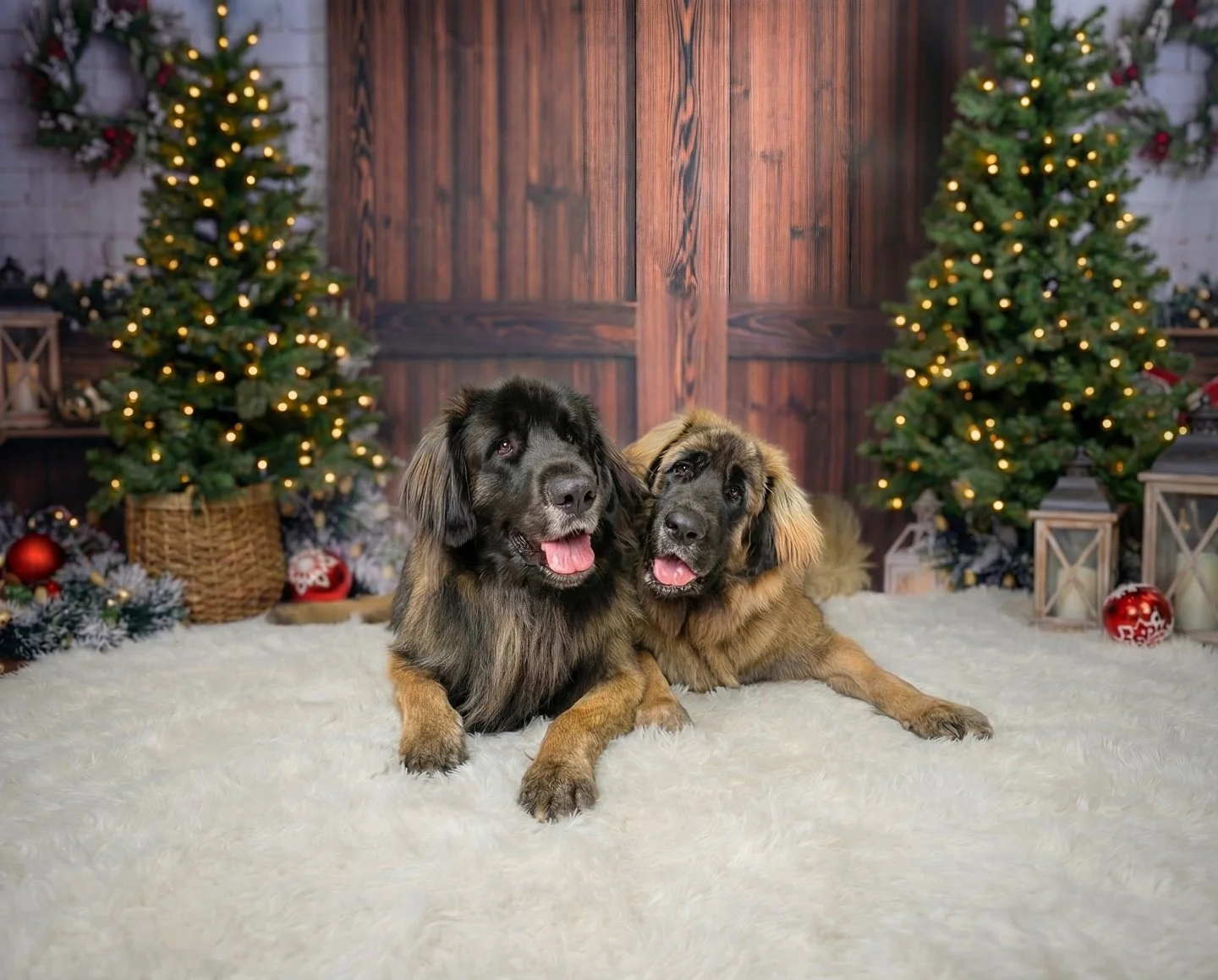 These two Leonberger siblings absolutely stole the show. My studio was full of Christmas magic, slobbery smiles, and enough fluff to gift-wrap a whole tree.

I only offer these themed portraits once a year, and they always go fast. This season they s
