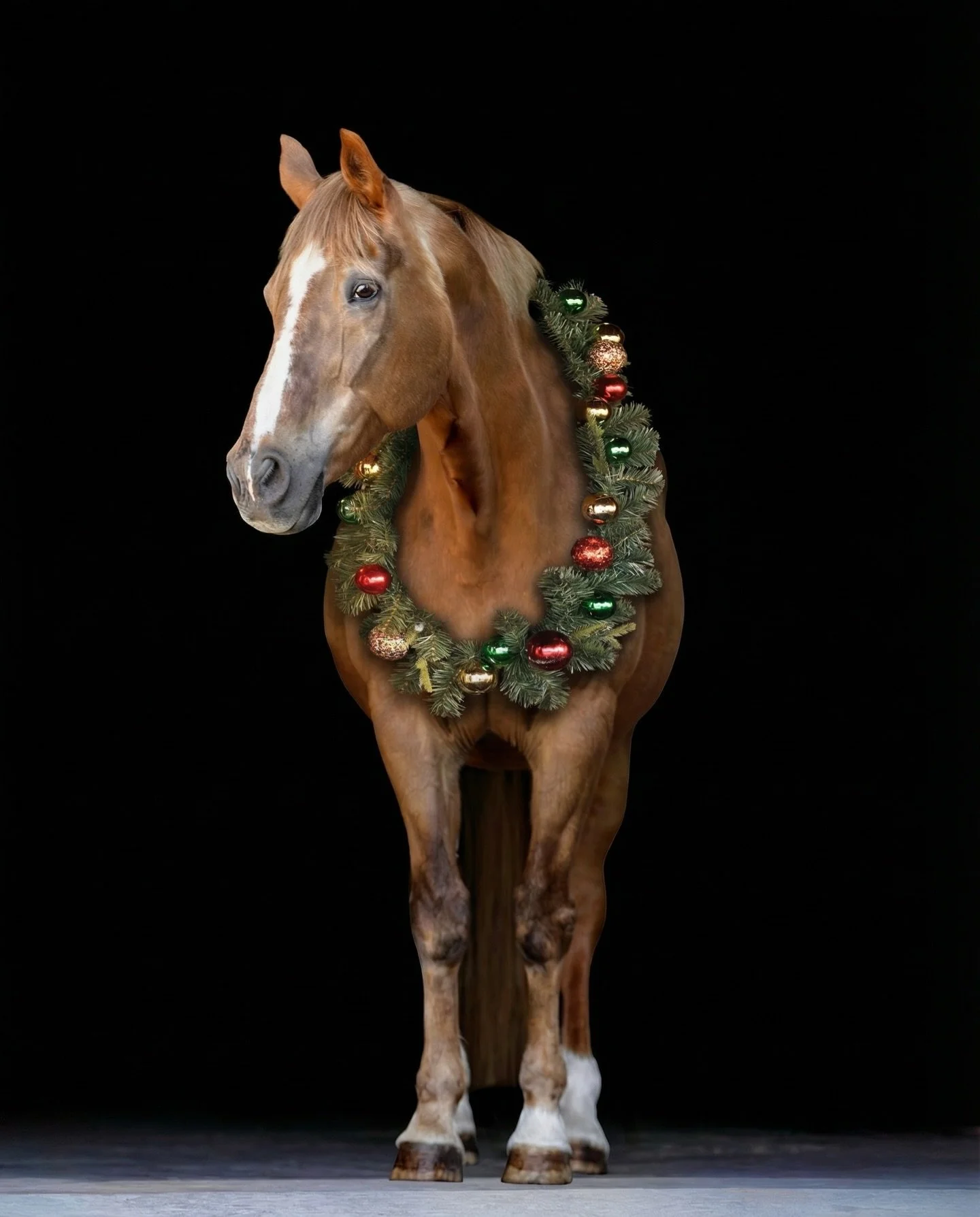 Christmas spirit, but make it equine. This handsome Chestnut Irish Sport Horse looks like he walked straight out of a holiday movie set and honestly&hellip; I think he knows it.

Tell me&hellip; if your horse or dog had a holiday persona, what would 