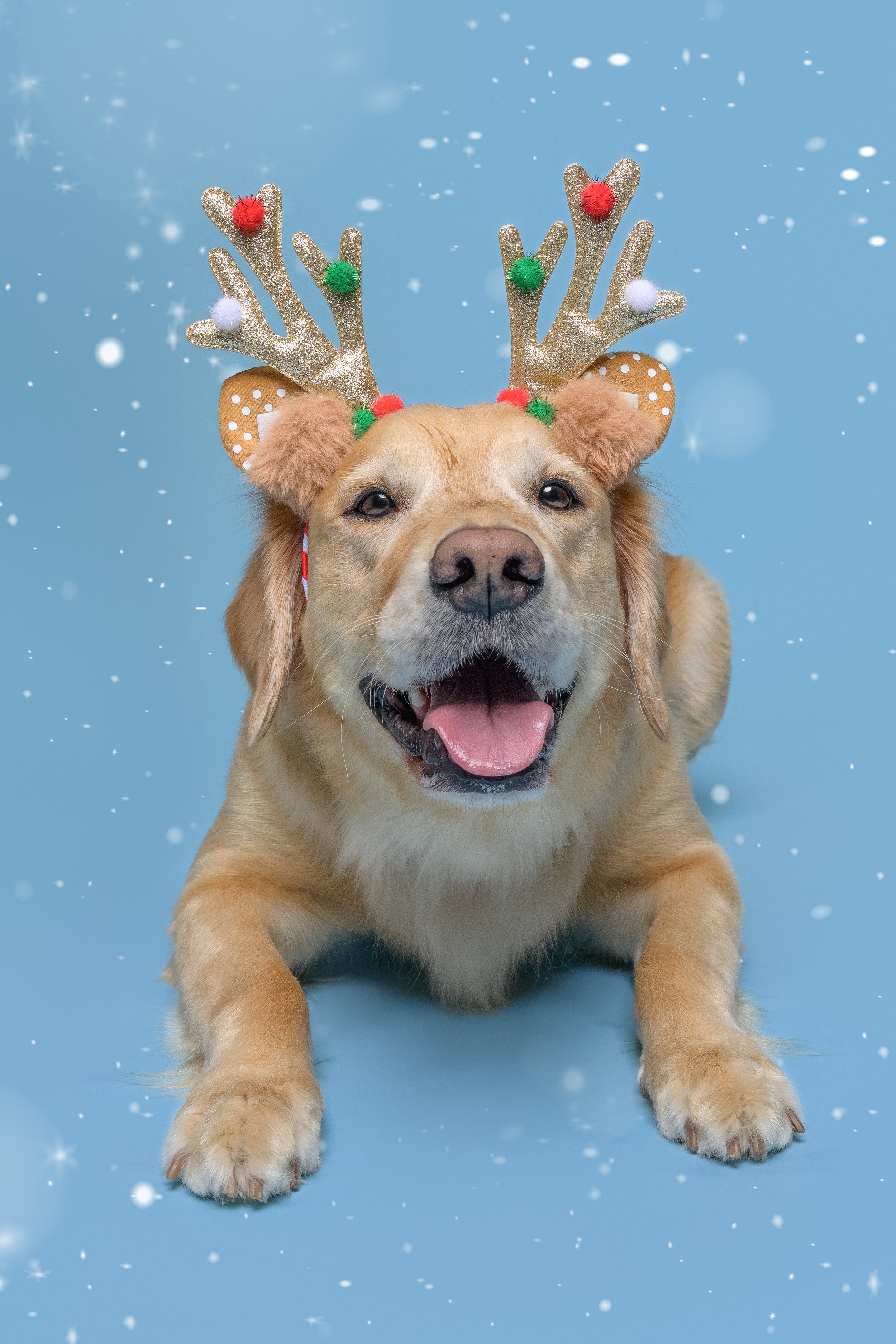 _20251115_CrystalCoastDog-2 copy.jpg