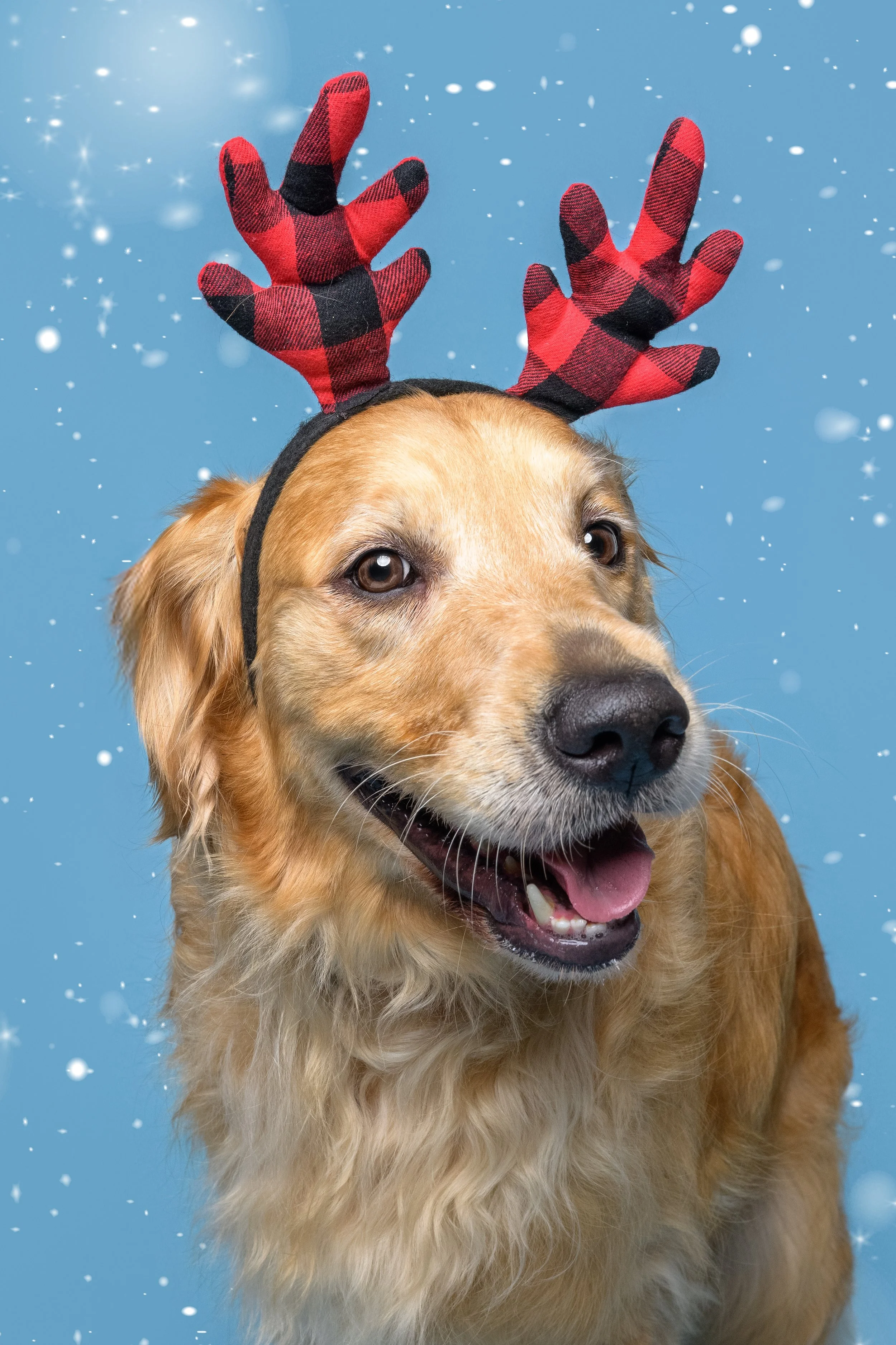 _20251115_CrystalCoastDog copy.jpg