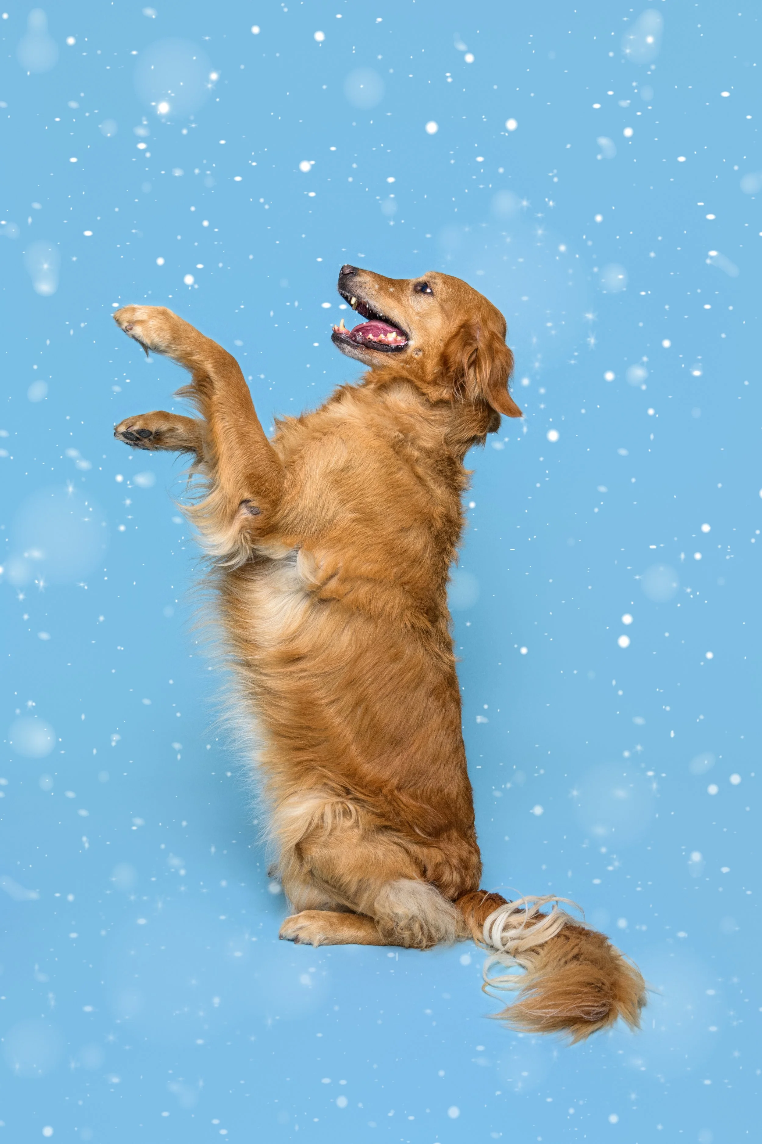 2_20251115_CrystalCoastDog snow copy.jpg