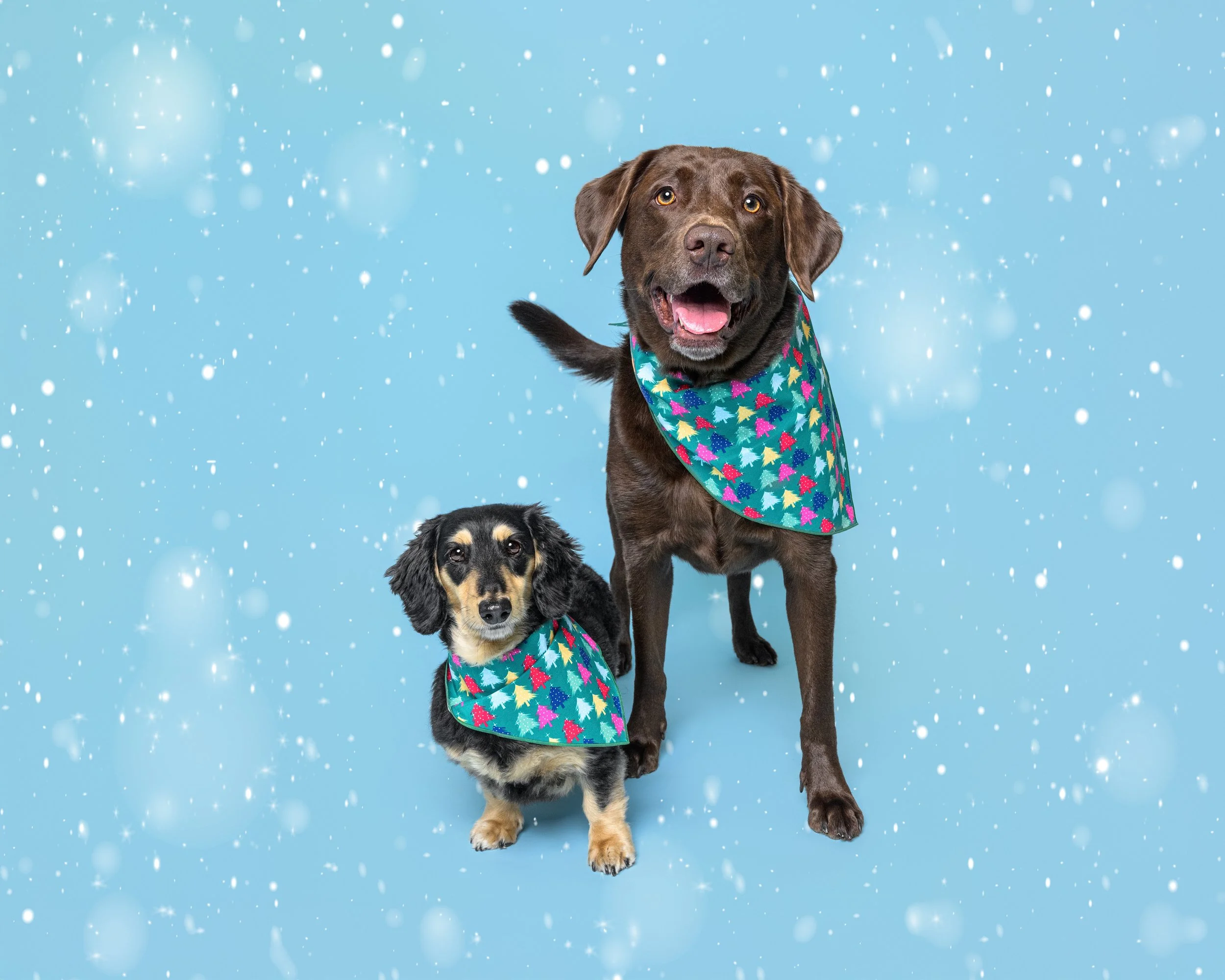 2_20251115_CrystalCoastDog-3 horizontal snow copy.jpg