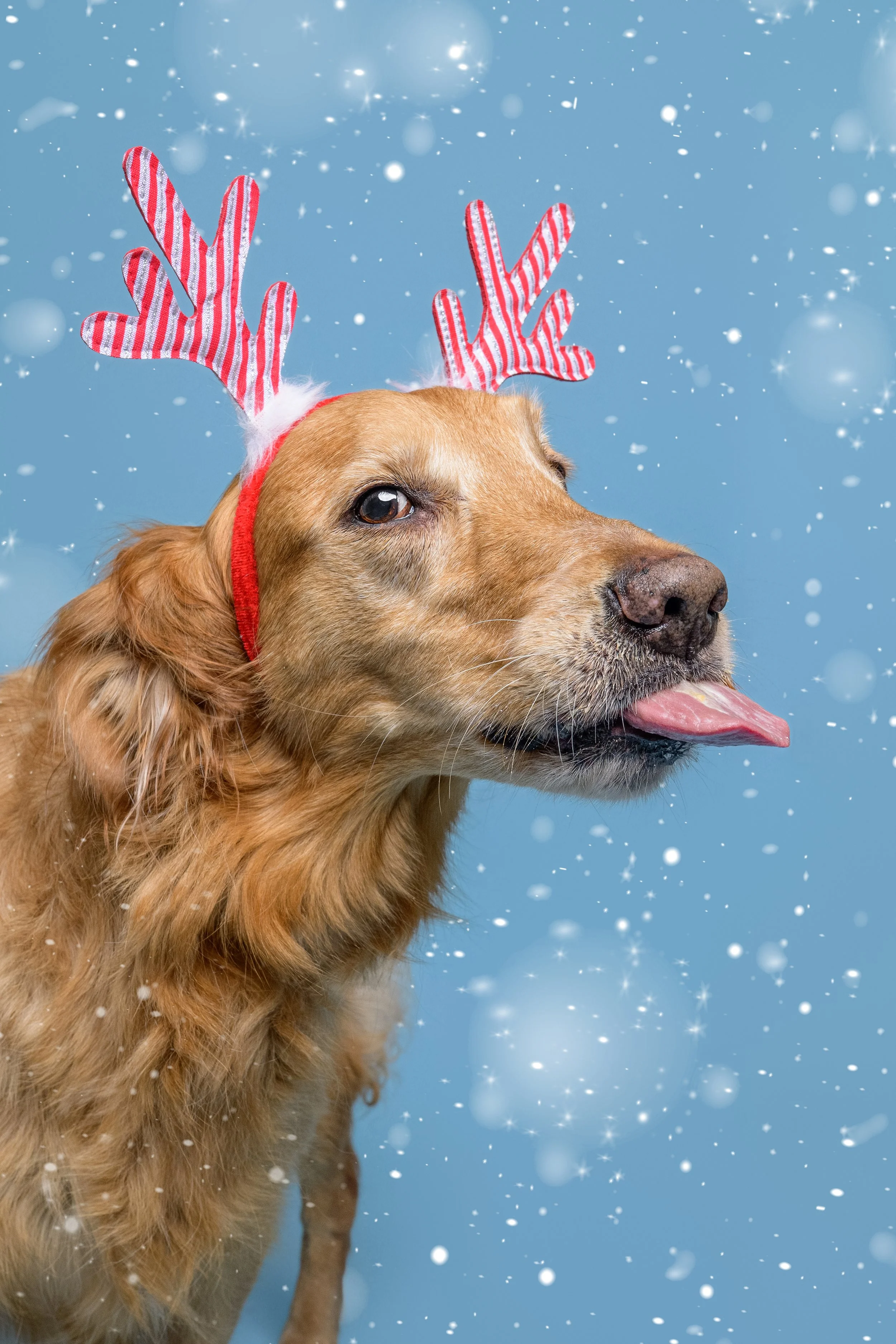 2_20251115_CrystalCoastDog-3 snow copy.jpg