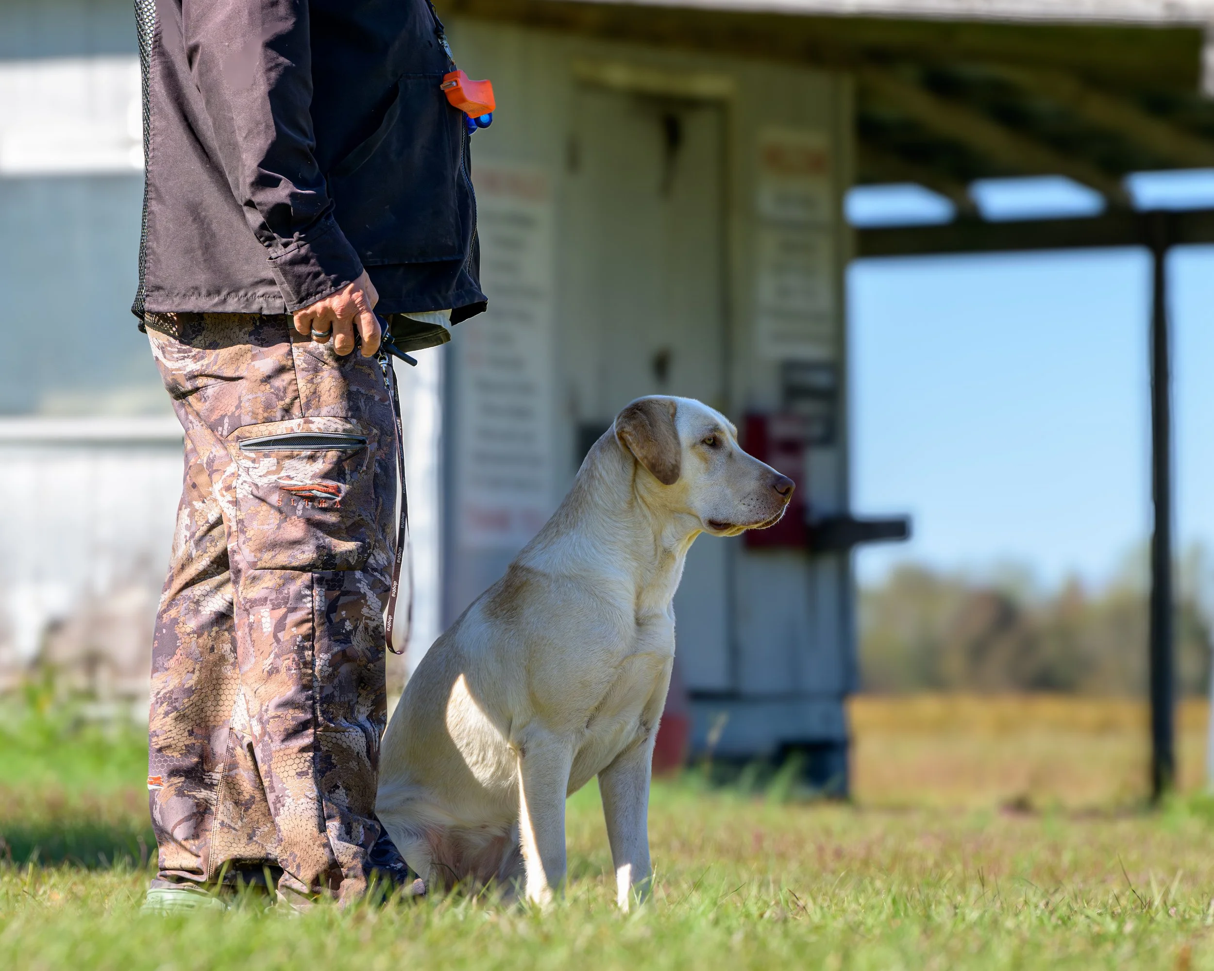 Training session for Penny with Bill from Ridge River Kennels