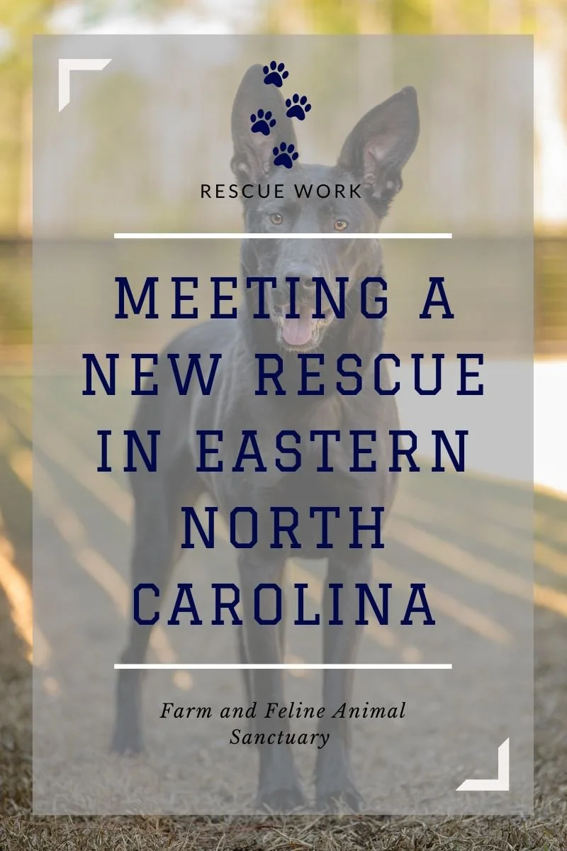 Meeting a New Rescue in Eastern North Carolina