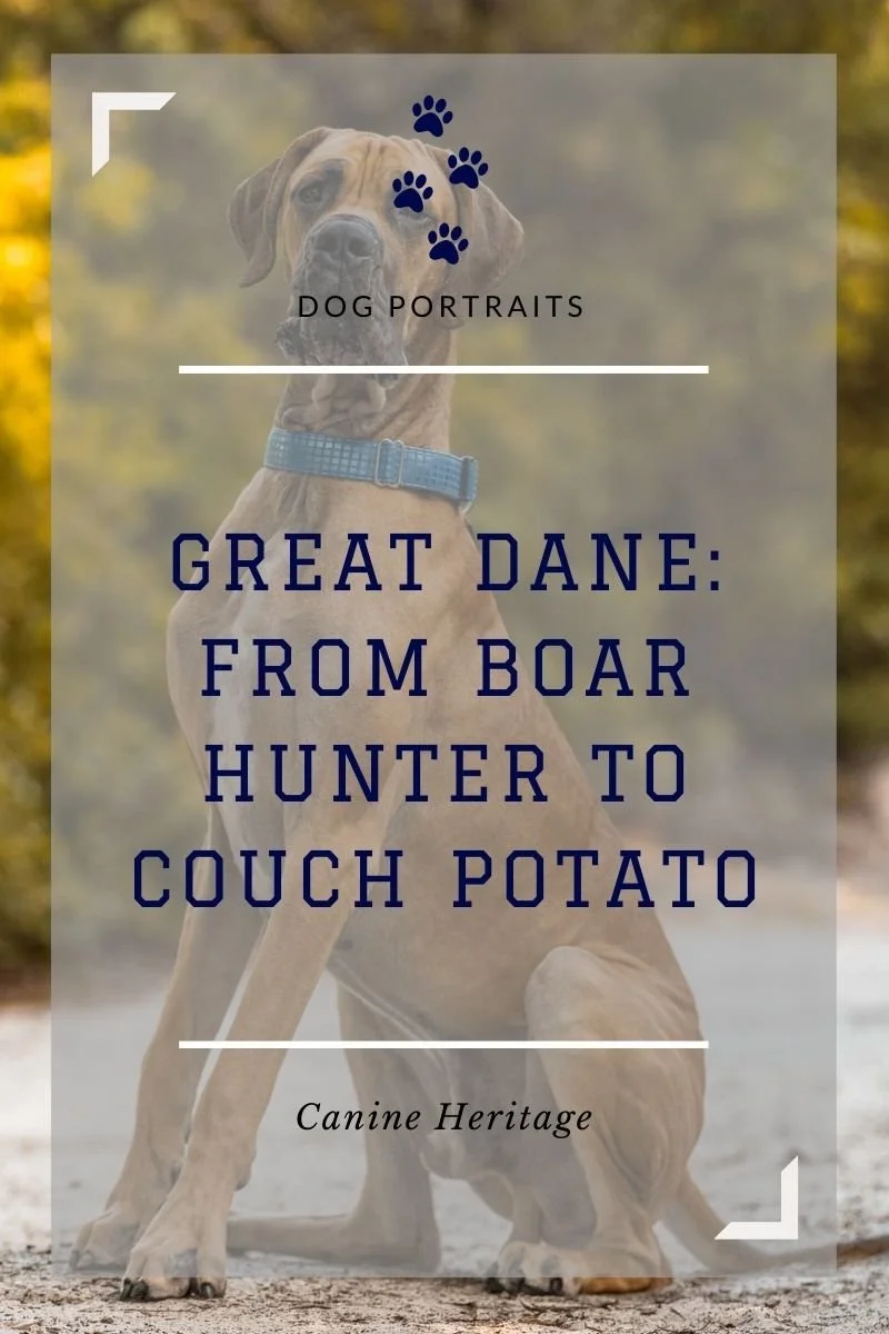 Canine Heritage: The Great Dane
