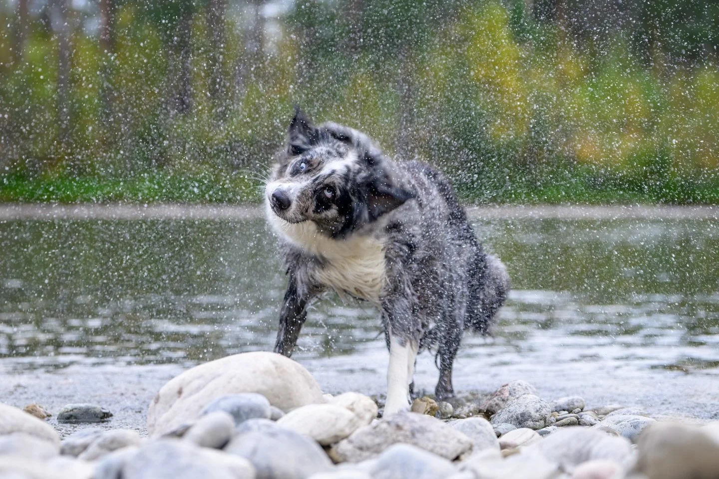 I had to share this sequence of Tiri shaking because it made me laugh way harder than it should have.

This is the exact split second between &ldquo;cute dog in the water&rdquo; and &ldquo;everyone within a 10-foot radius is now damp.&rdquo; The wide