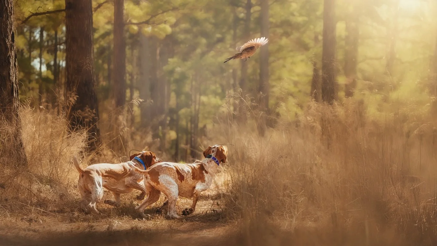 Before + After.

And no, this isn&rsquo;t AI.

I&rsquo;m actually out there with you. In the pine needles. In the tall grass. Jogging sideways. Ducking branches. Probably sweating. Definitely focused.

These moments are real. The dogs are real. The b
