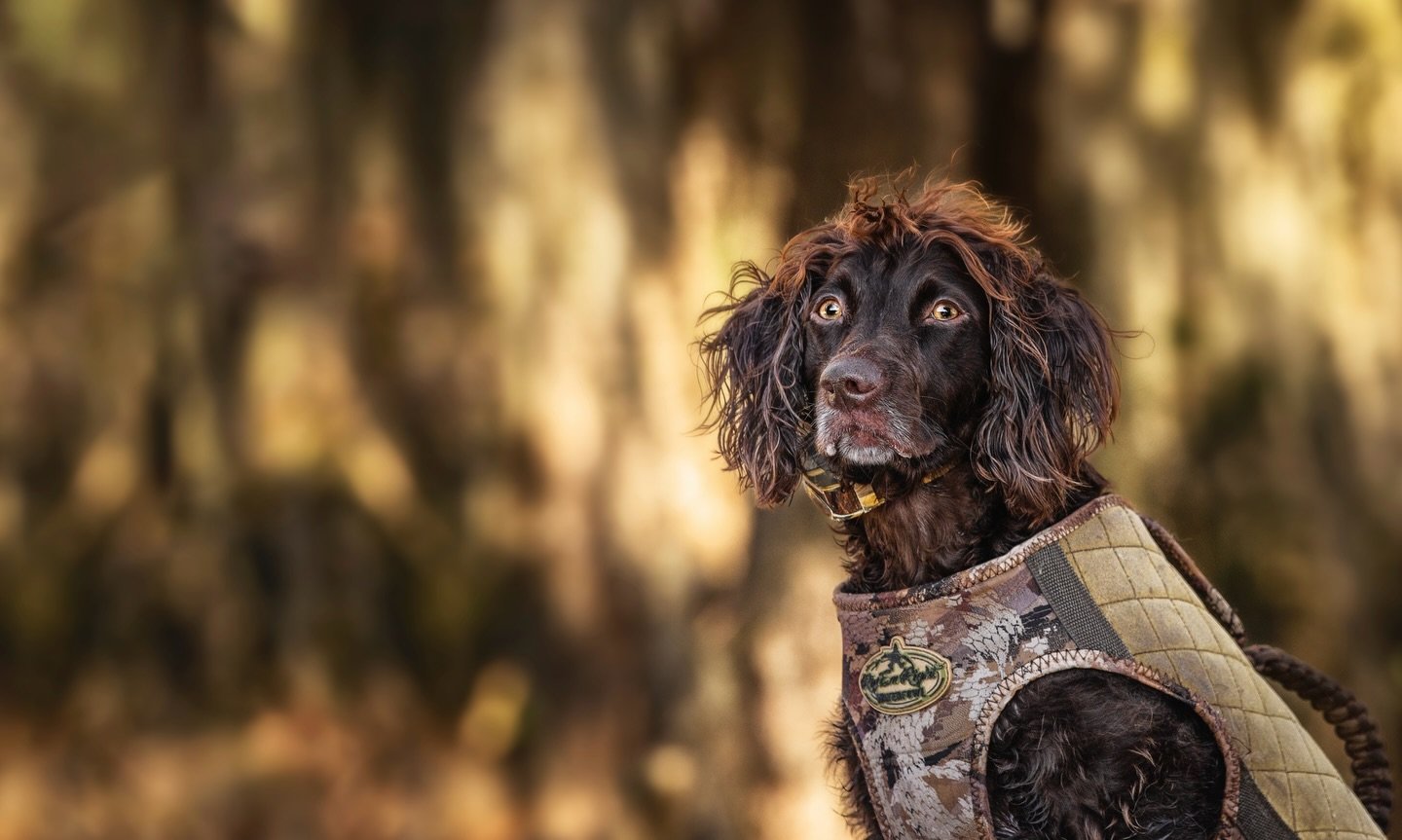 Locked in. Listening. Waiting for the call.

There&rsquo;s something about a good duck dog. They aren&rsquo;t just along for the hunt. They&rsquo;re your partner, your early morning ride-along, your muddy truck companion, and the one staring at the s