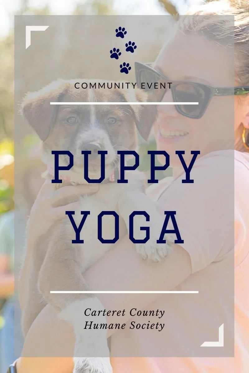Puppy Yoga on the Crystal Coast: Puppies, Yoga, and a Whole Lot of Smiles
