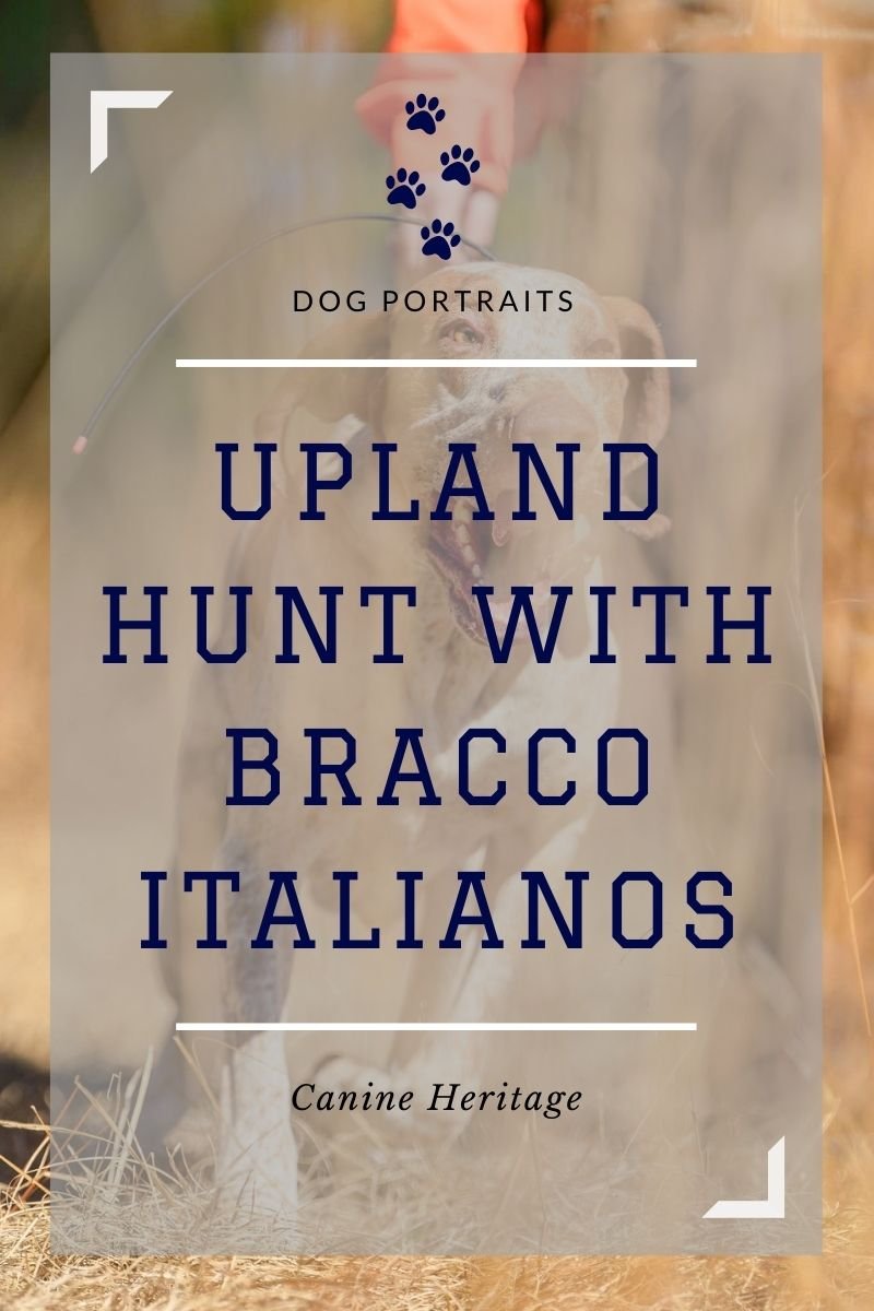 The Bracco Italiano in the Field - Canine Heritage