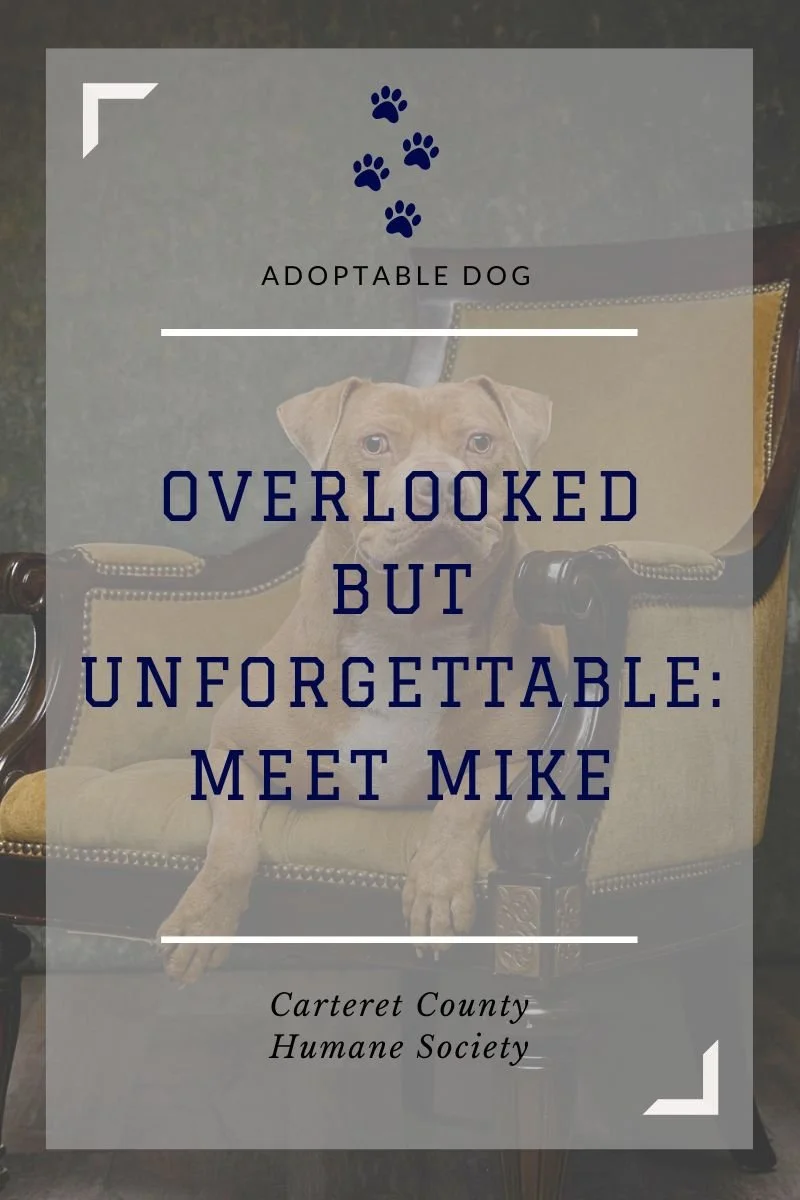 Overlooked but Unforgettable: Meet Mike at Carteret County Humane Society