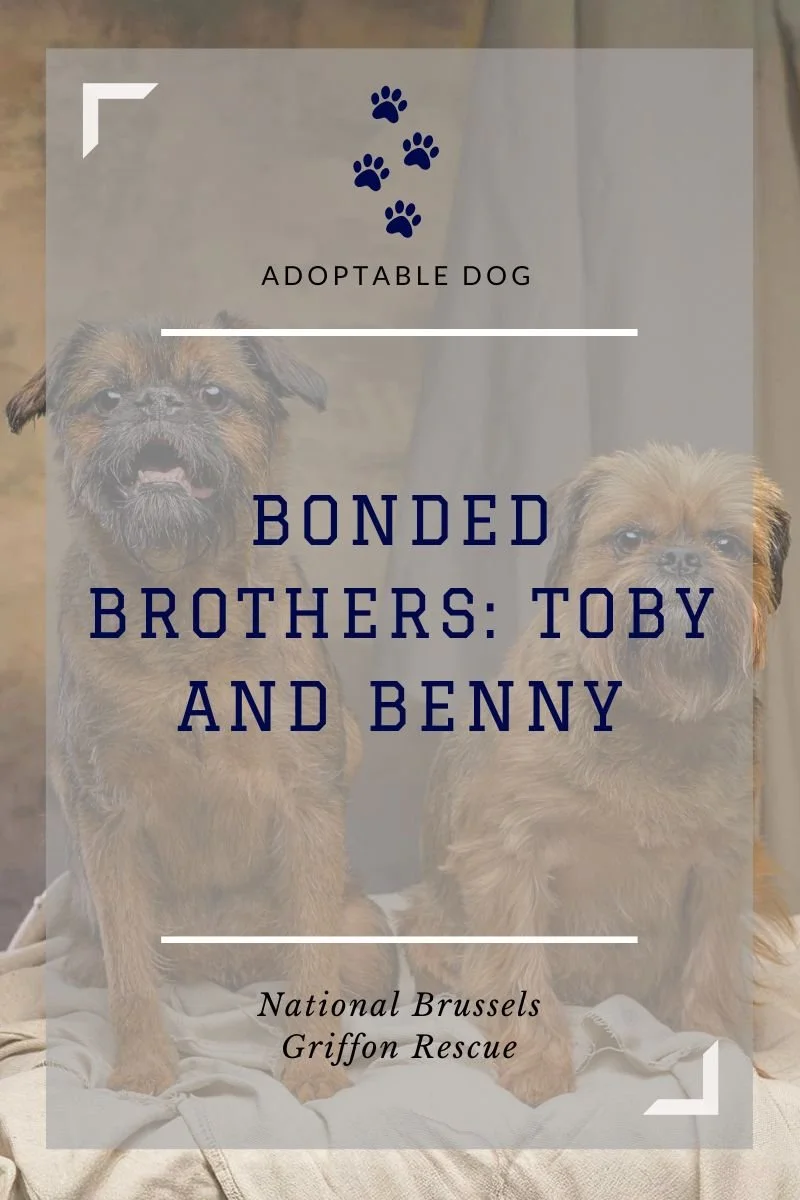 Bonded Pair Dogs for Adoption in North Carolina | Toby &amp; Benny