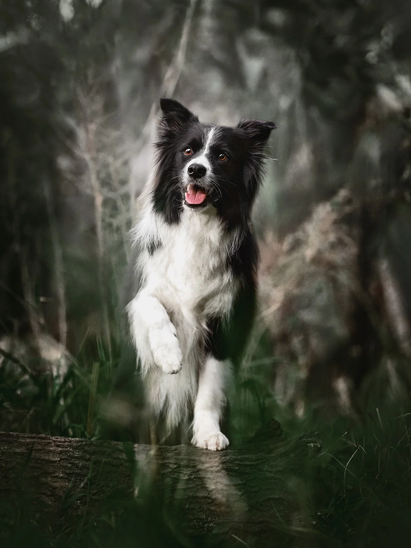 There&rsquo;s something different about photographing a Border Collie.

Most dogs eventually cave to my squeakers, weird noises, and general chaos behind the camera.

Border Collies? They usually look at me like I&rsquo;m embarrassing myself while st