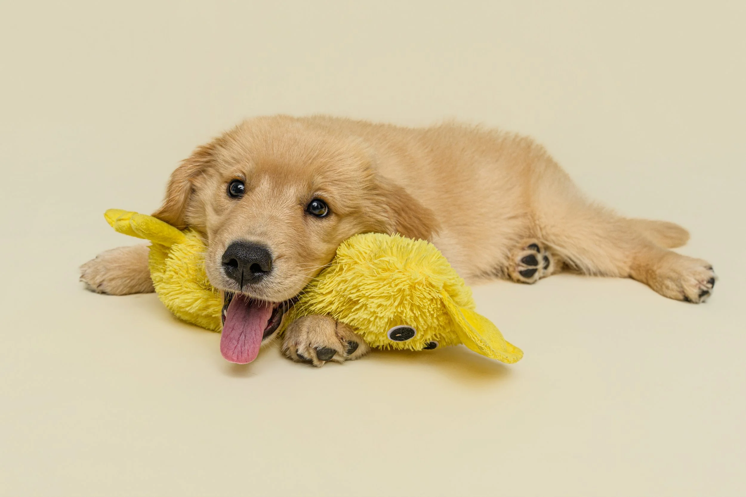 golden-retriever-puppy-toy-portrait-north-carolina.jpg