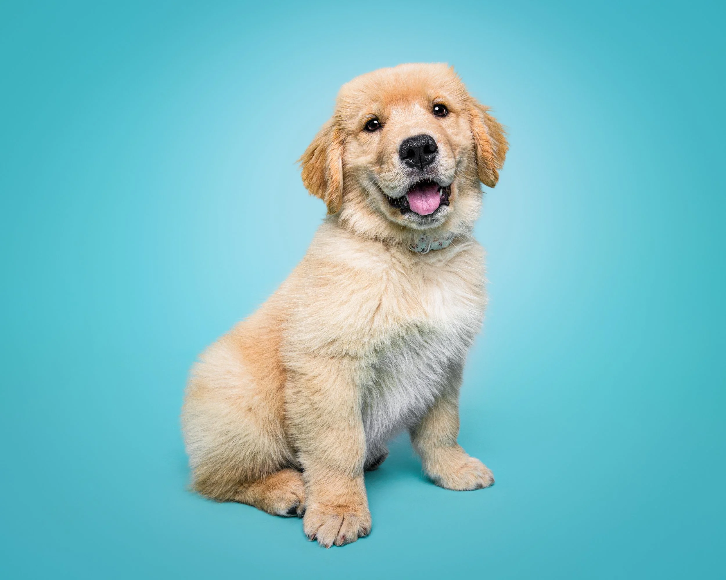 golden-retriever-puppy-studio-portrait-north-carolina.jpg