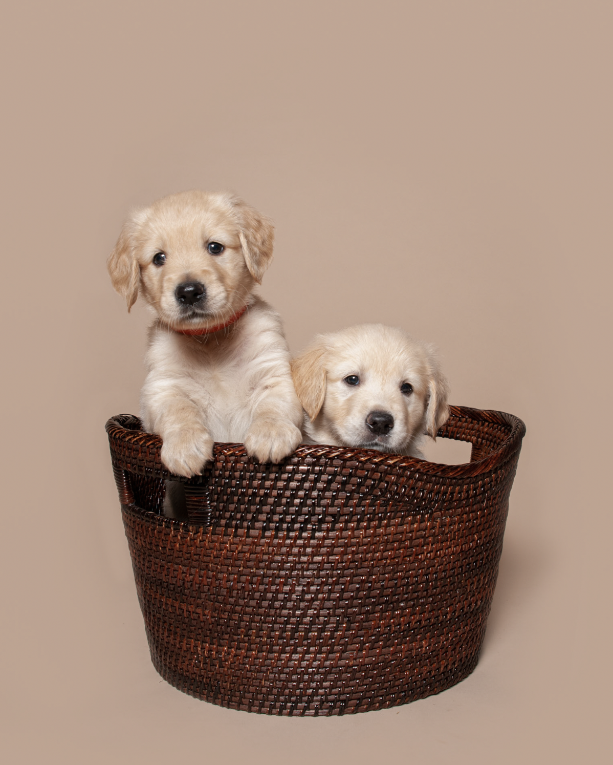 golden-retriever-puppies-basket-portrait-north-carolina.jpg