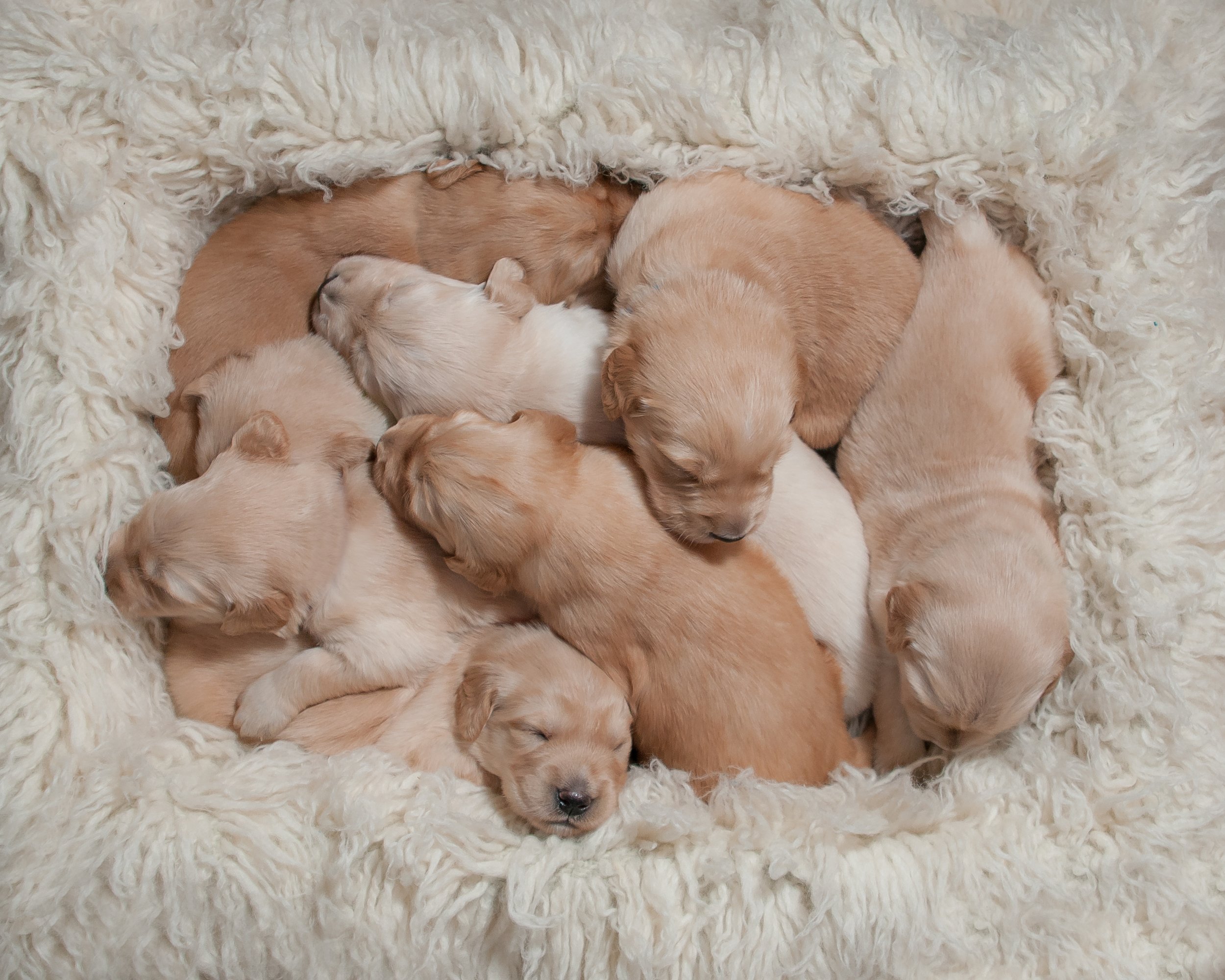 golden-retriever-newborn-puppies-litter-north-carolina.jpg