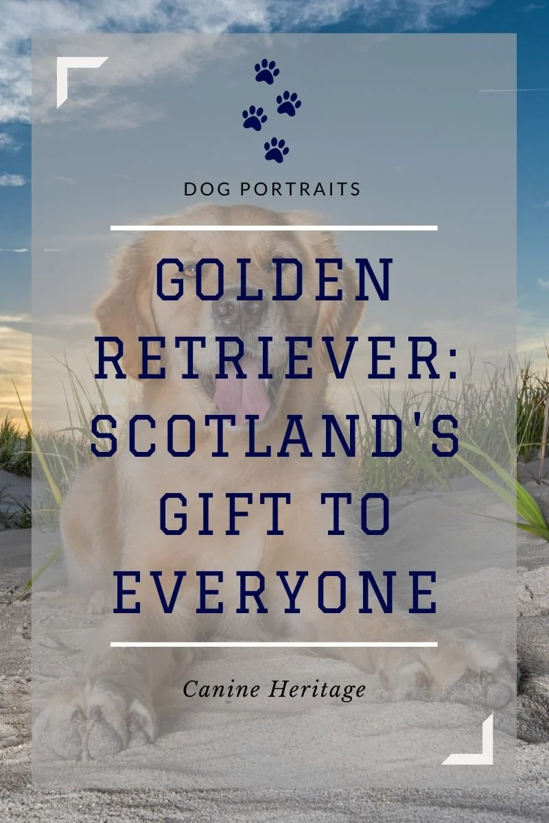 Canine Heritage: The Golden Retriever