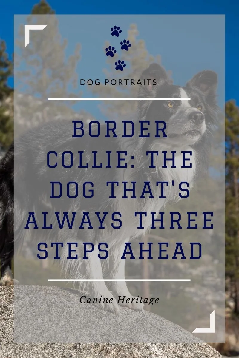 Canine Heritage: The Border Collie