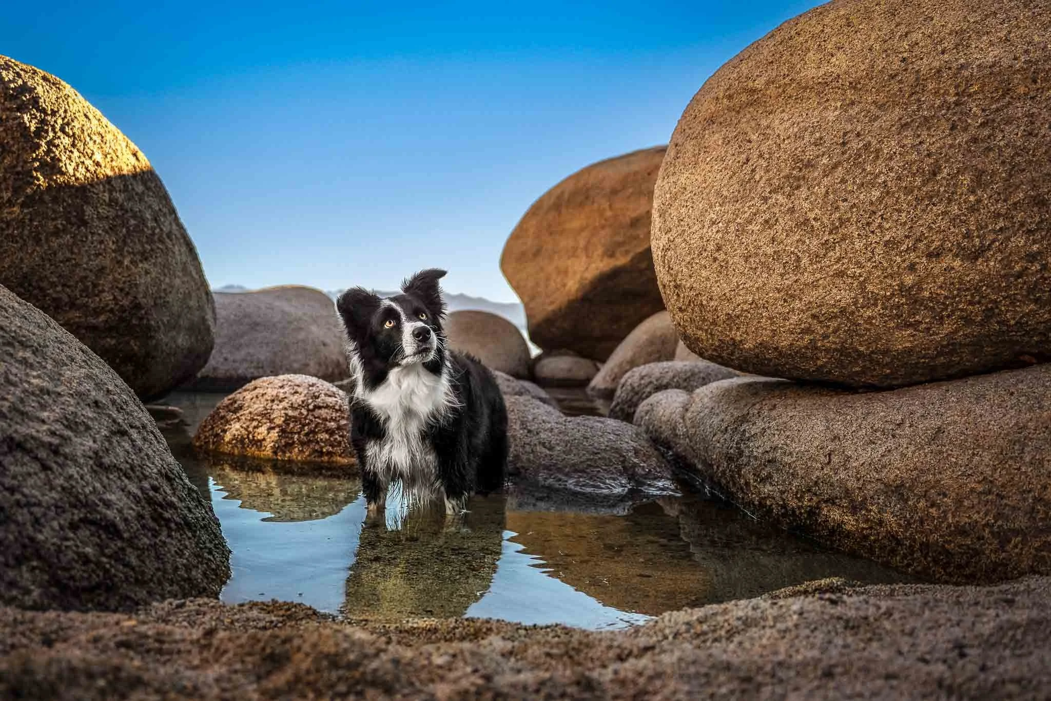 border-collie-rocky-water-portrait-jennifer-wakefield-photography.jpg