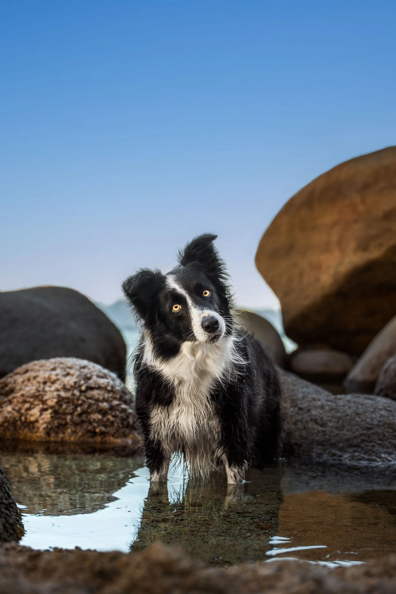 border-collie-portrait-water-boulders-outdoor-north-carolina.jpg