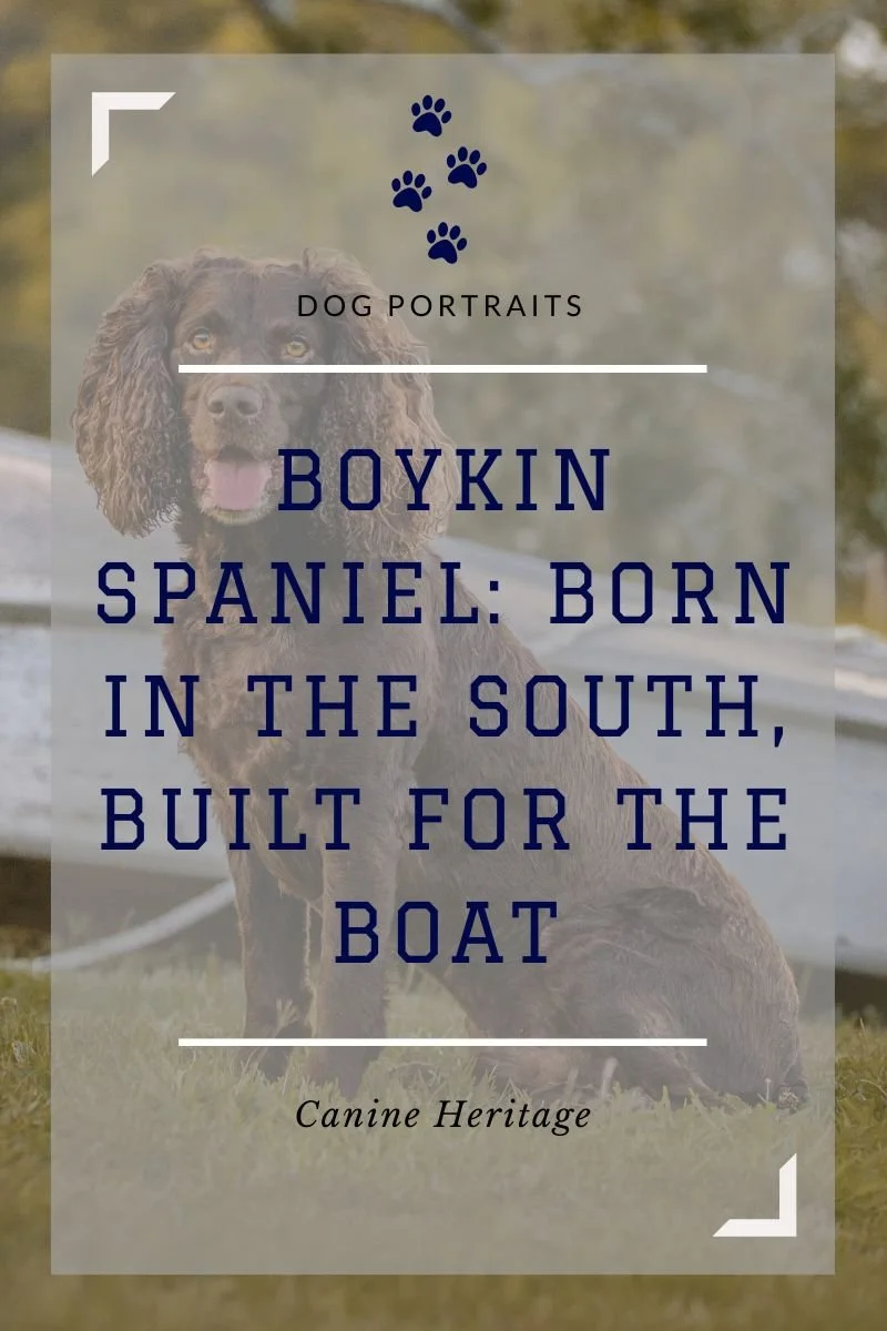 Canine Heritage: The Boykin Spaniel