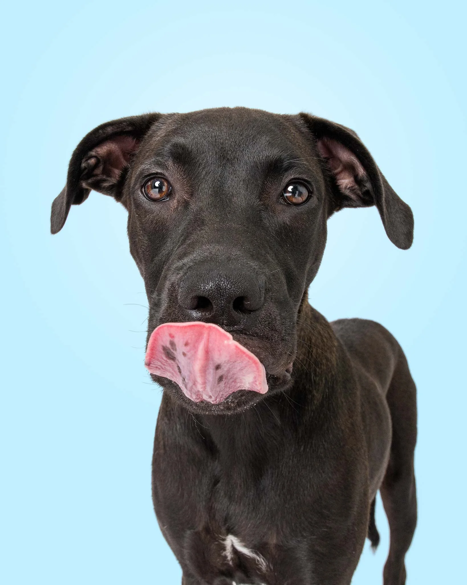 dane-corso-mix-puppy-close-up-studio-portrait-carteret-county-nc.jpg