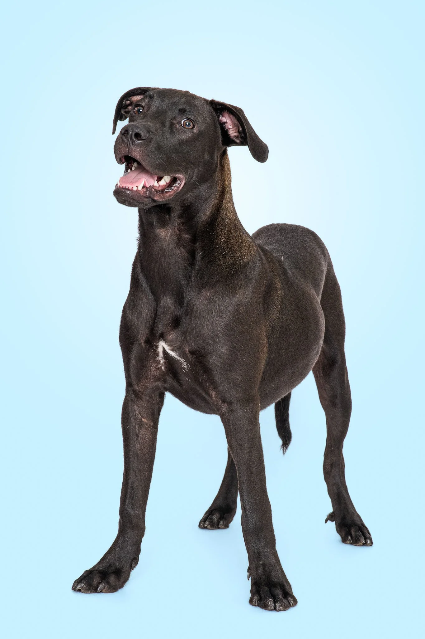 great-dane-cane-corso-mix-puppy-profile-portrait-carteret-county-nc.jpg