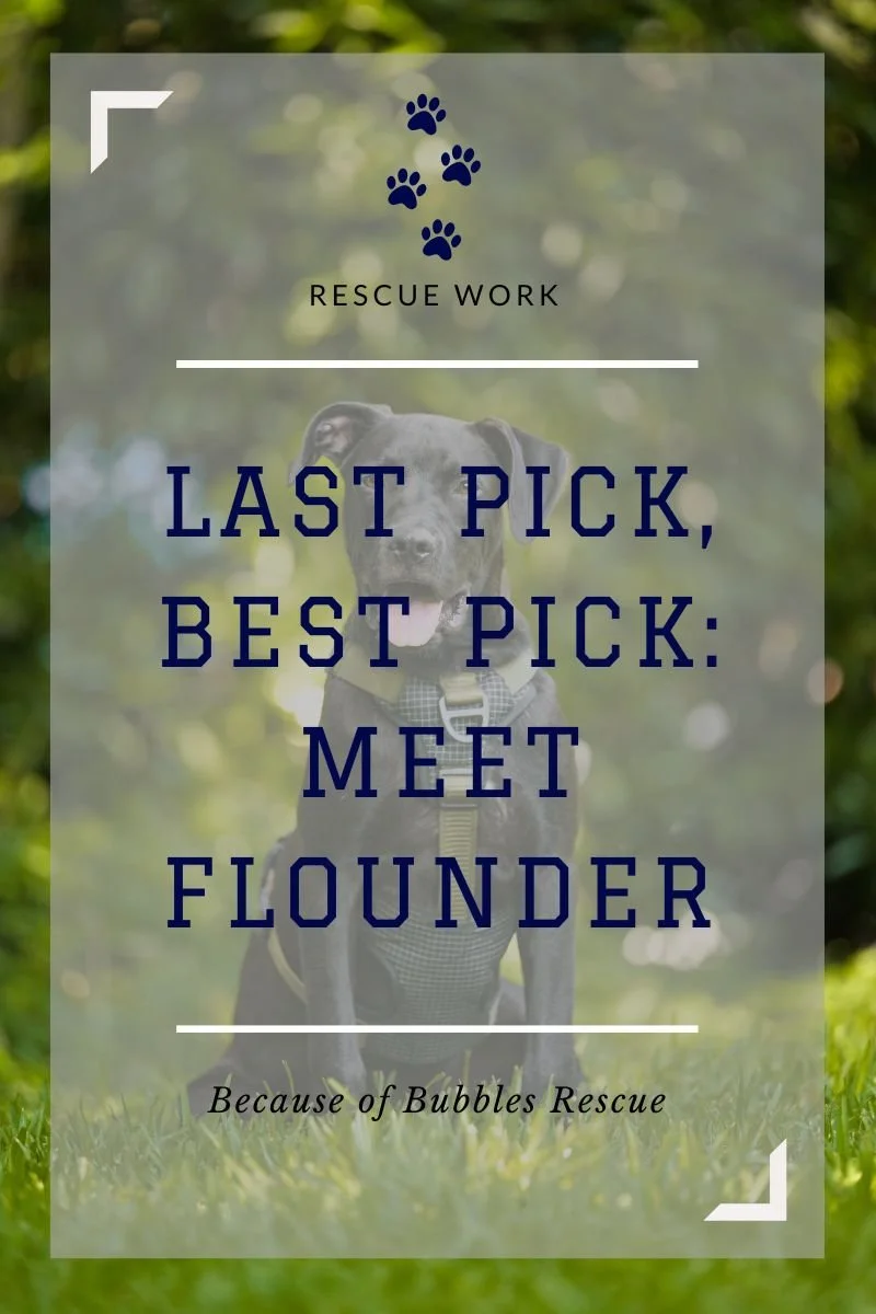 Last of the Litter: Meet Flounder, an Adoptable Puppy Near morehead city, NC