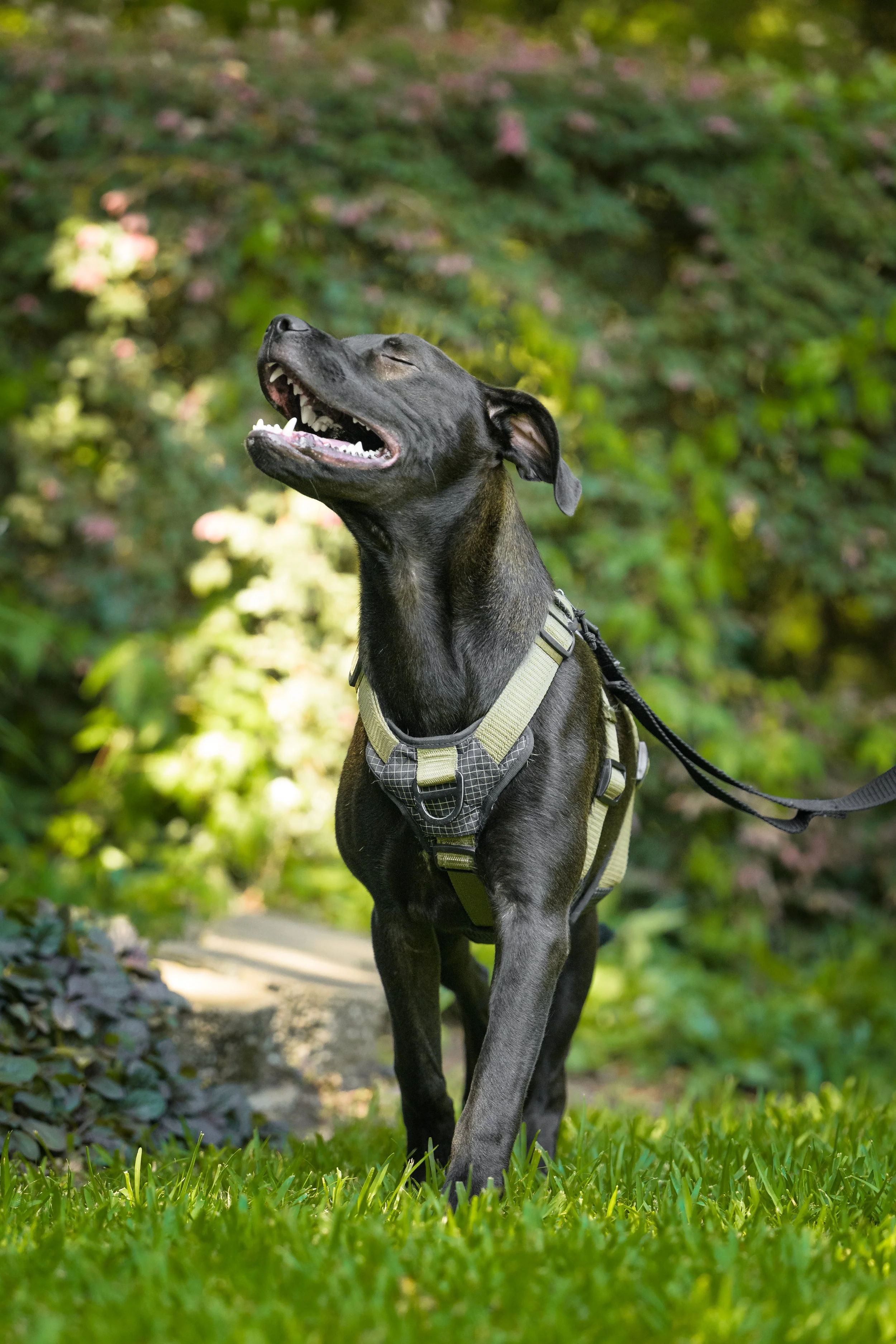 dane-corso-mix-puppy-head-back-garden-newport-nc.jpg