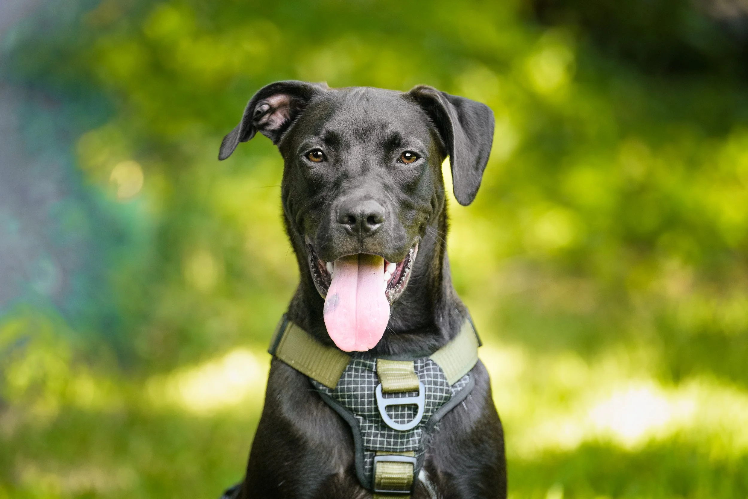 dane-corso-mix-puppy-close-up-portrait-newport-nc.jpg